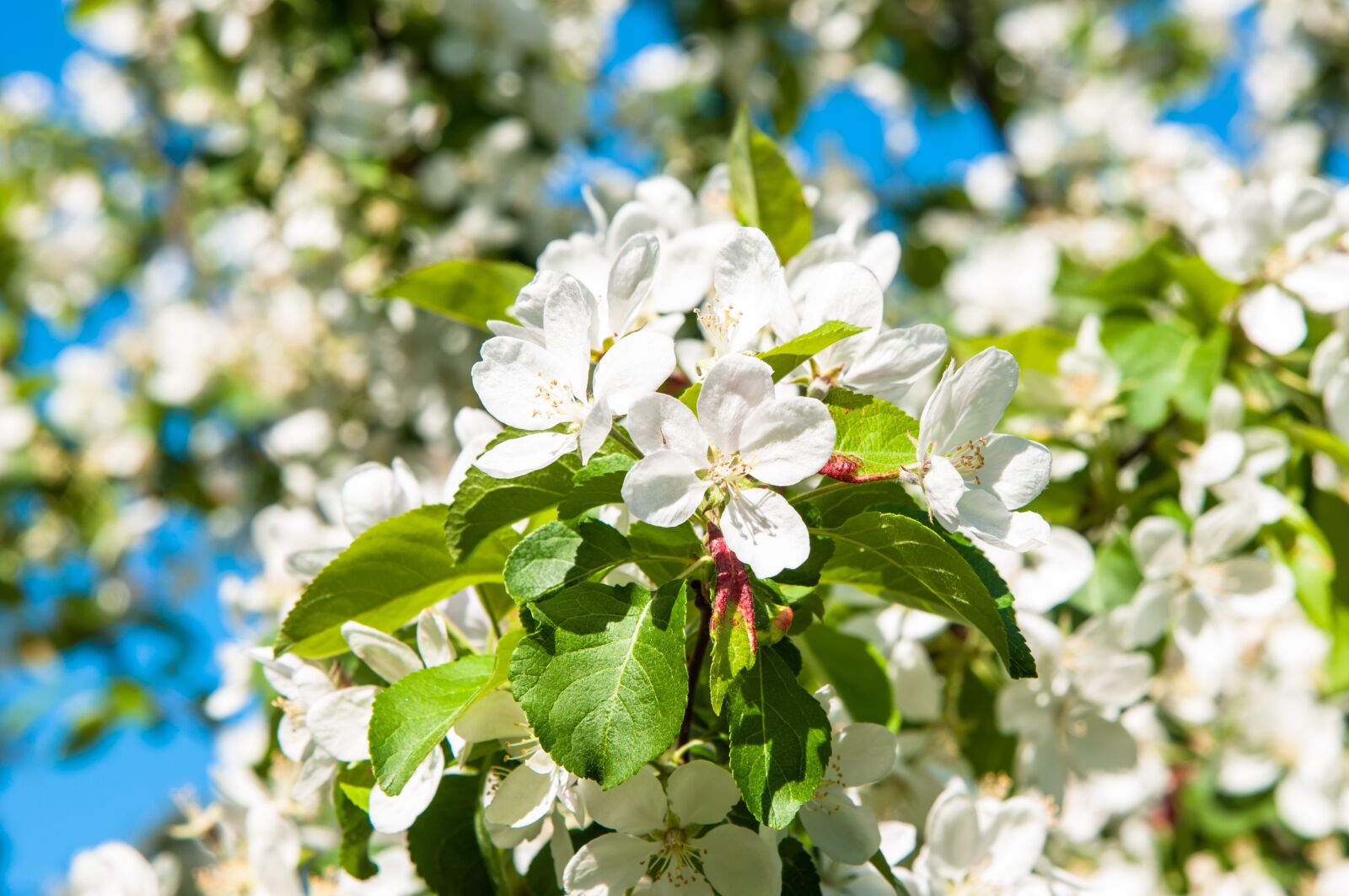 Nikon D300S sample photo. Flowers, apple tree, apple photography