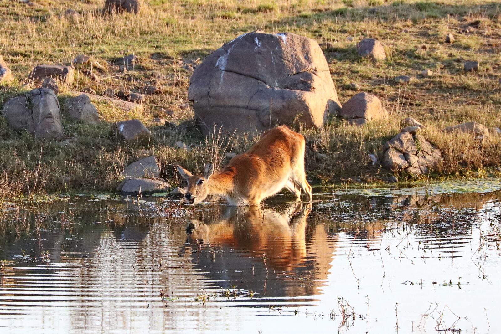 Canon EF 70-300mm F4-5.6L IS USM sample photo. Lechwe, marsh antelope, karfu photography