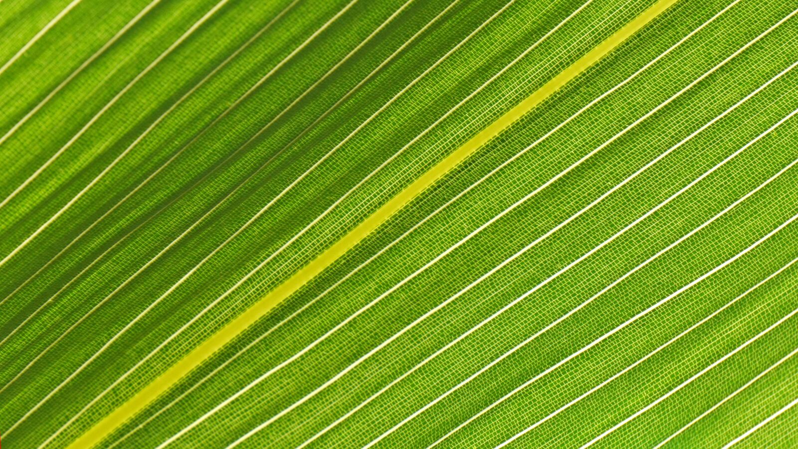 Panasonic Lumix DMC-GH3 sample photo. Leaf, plant, nature photography