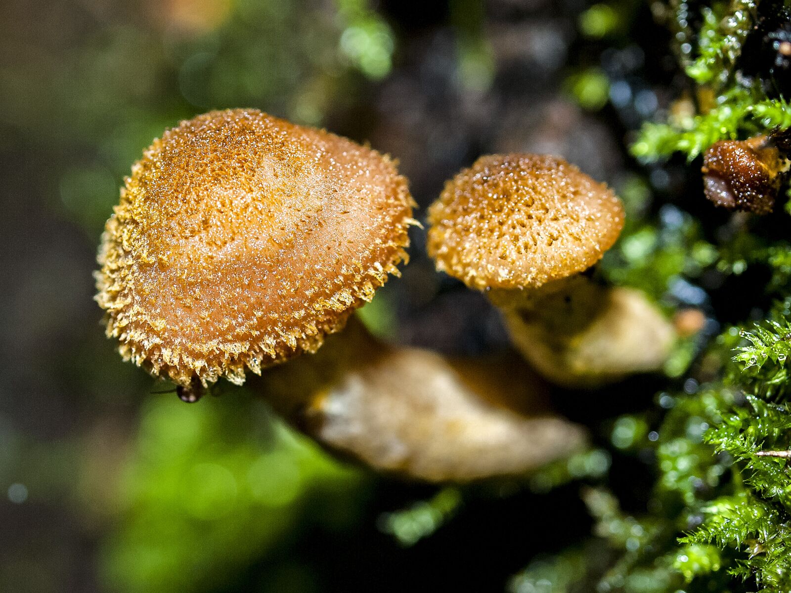 Olympus E-3 sample photo. Mushroom, forest, autumn photography