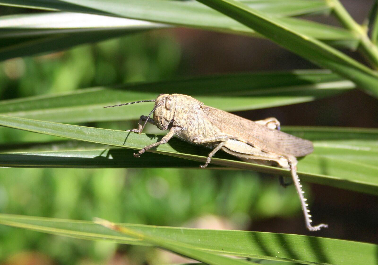 Canon EOS 350D (EOS Digital Rebel XT / EOS Kiss Digital N) sample photo. Grille, grasshoppers, giant grasshopper photography