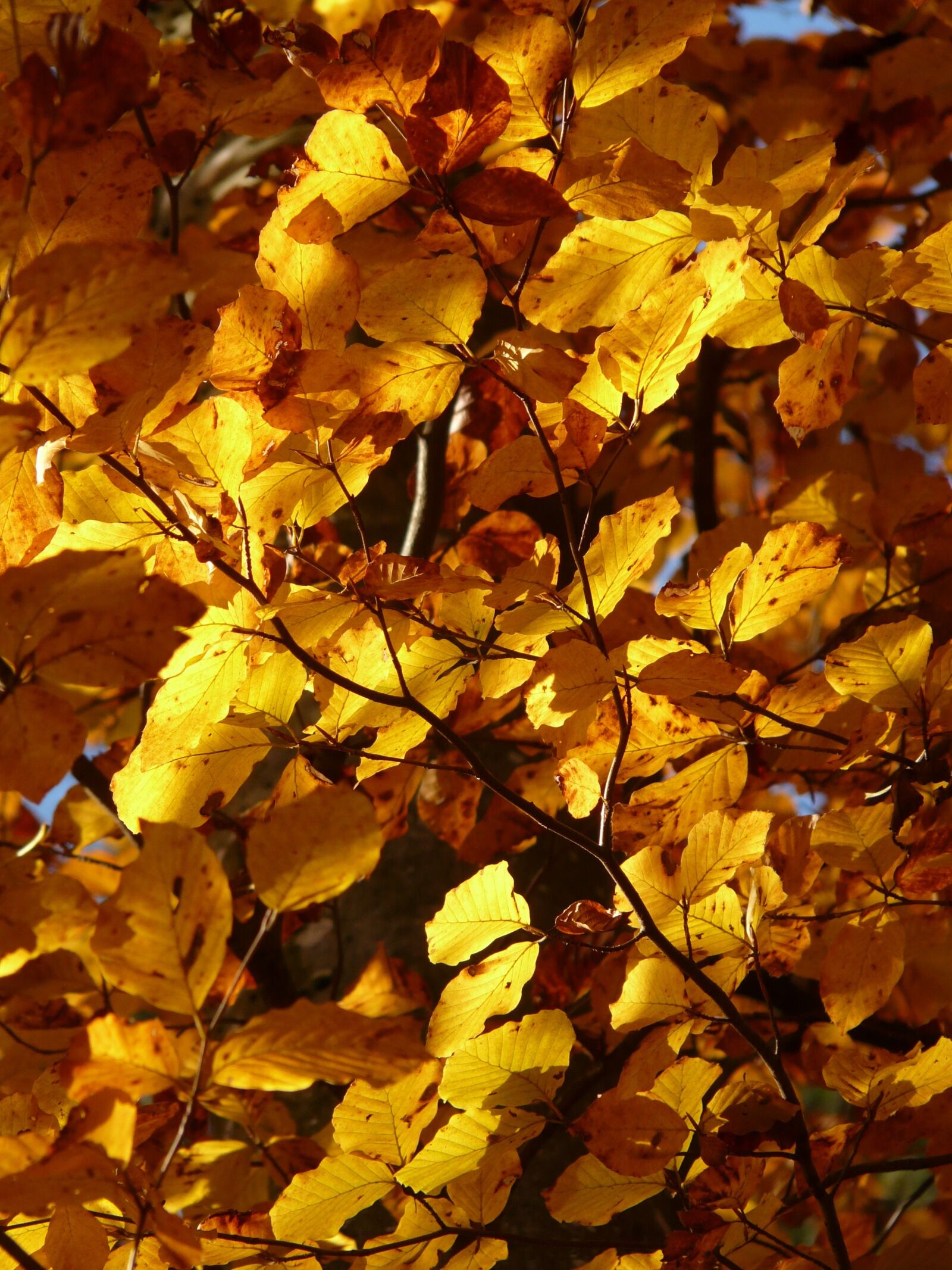 Panasonic DMC-FZ18 sample photo. Beech, fagus sylvatica, fagus photography