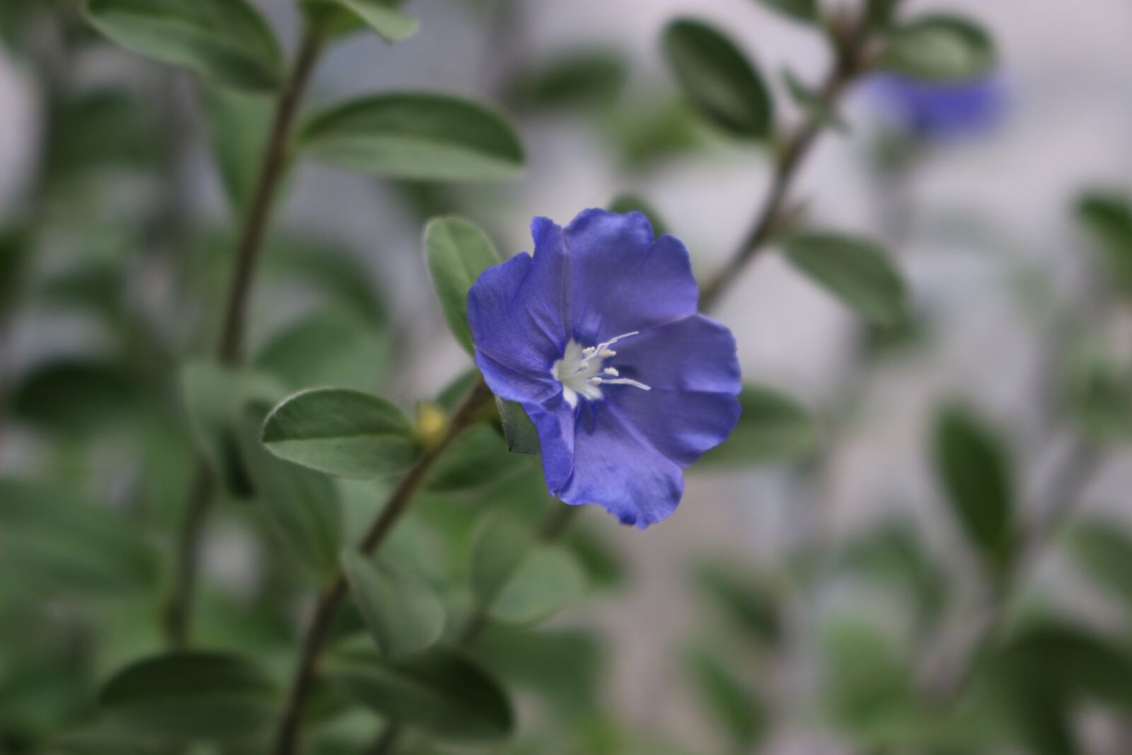 Canon EOS 100D (EOS Rebel SL1 / EOS Kiss X7) sample photo. Bluedaze, flower, flowers tu photography