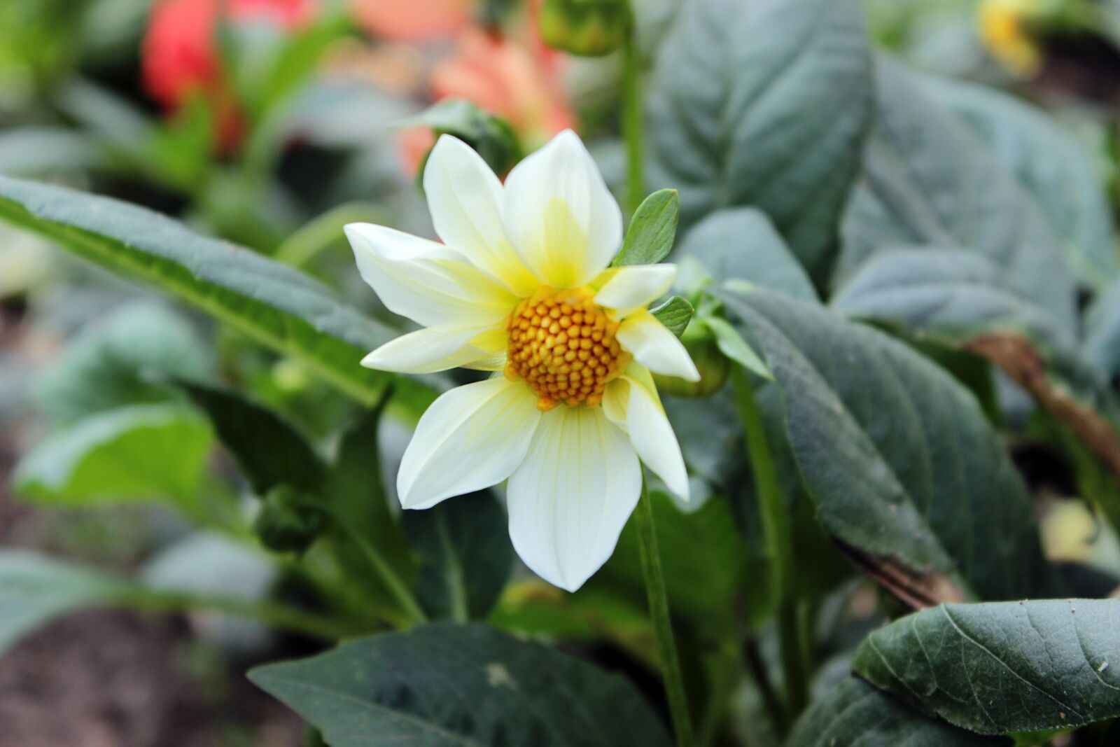 Canon EOS 600D (Rebel EOS T3i / EOS Kiss X5) sample photo. Flowers, green pink, nature photography