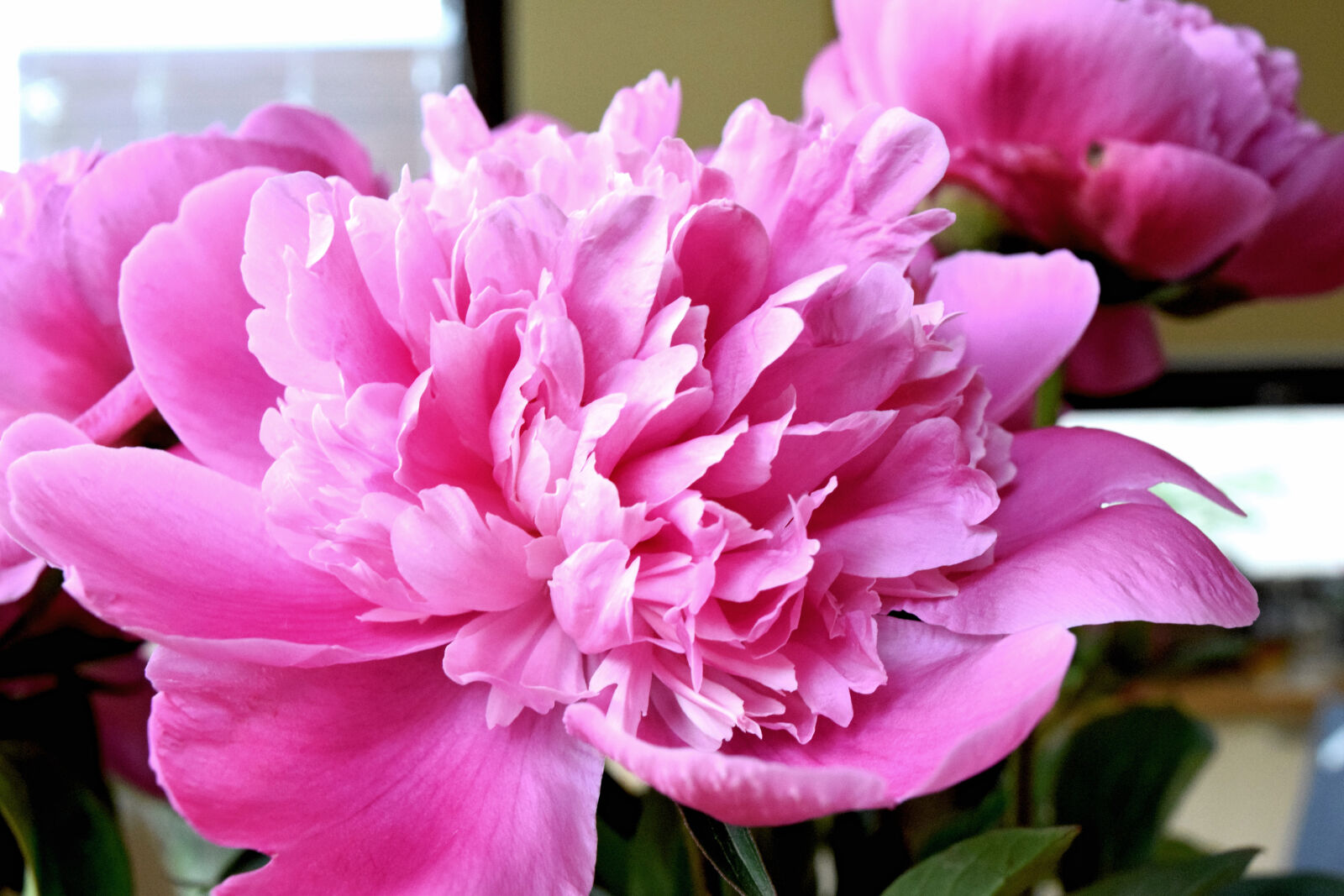 Nikon D3300 sample photo. Peony, piwonia, spring photography