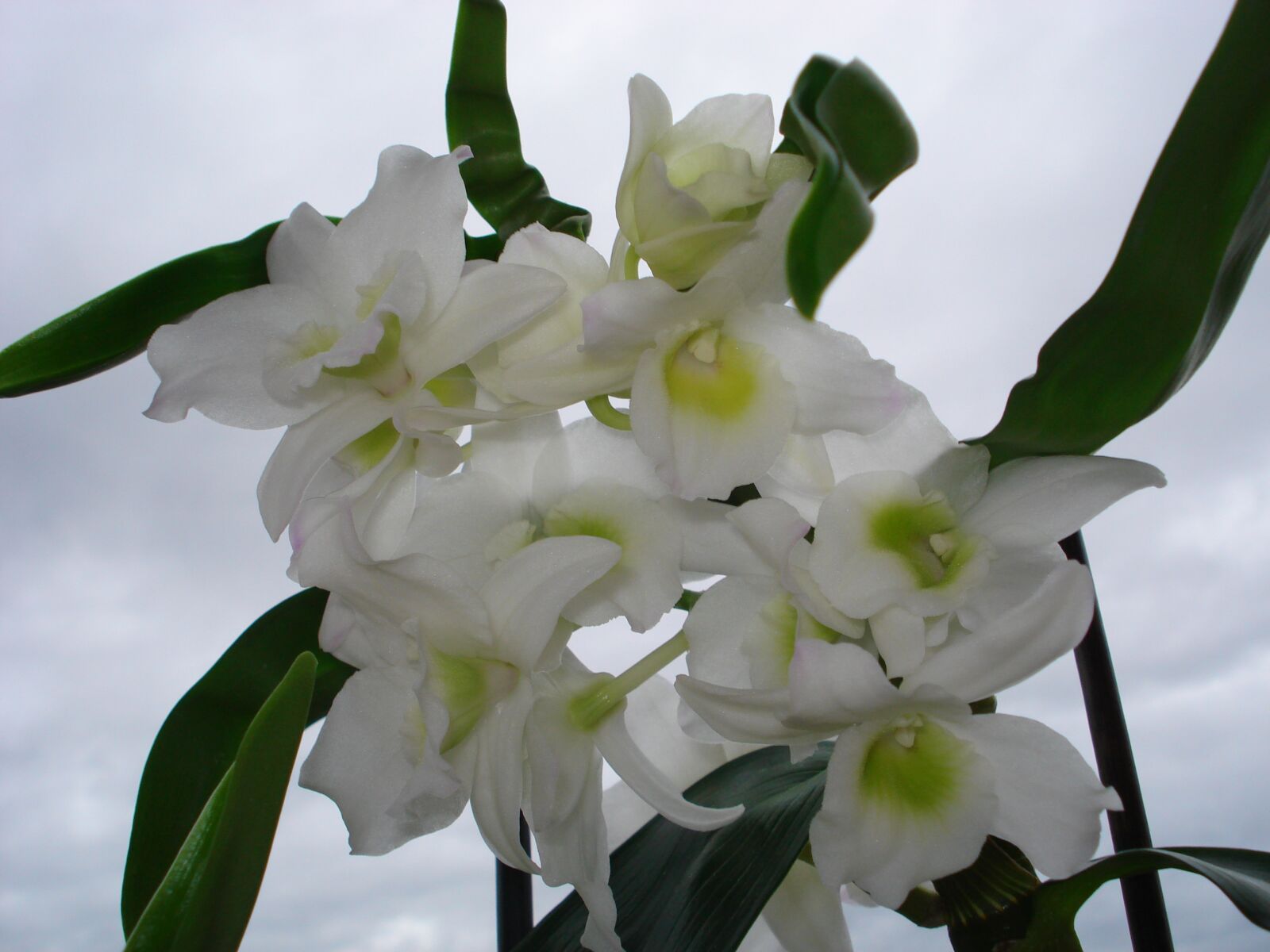 Sony DSC-W55 sample photo. Orchid, bamboo orchid, flower photography