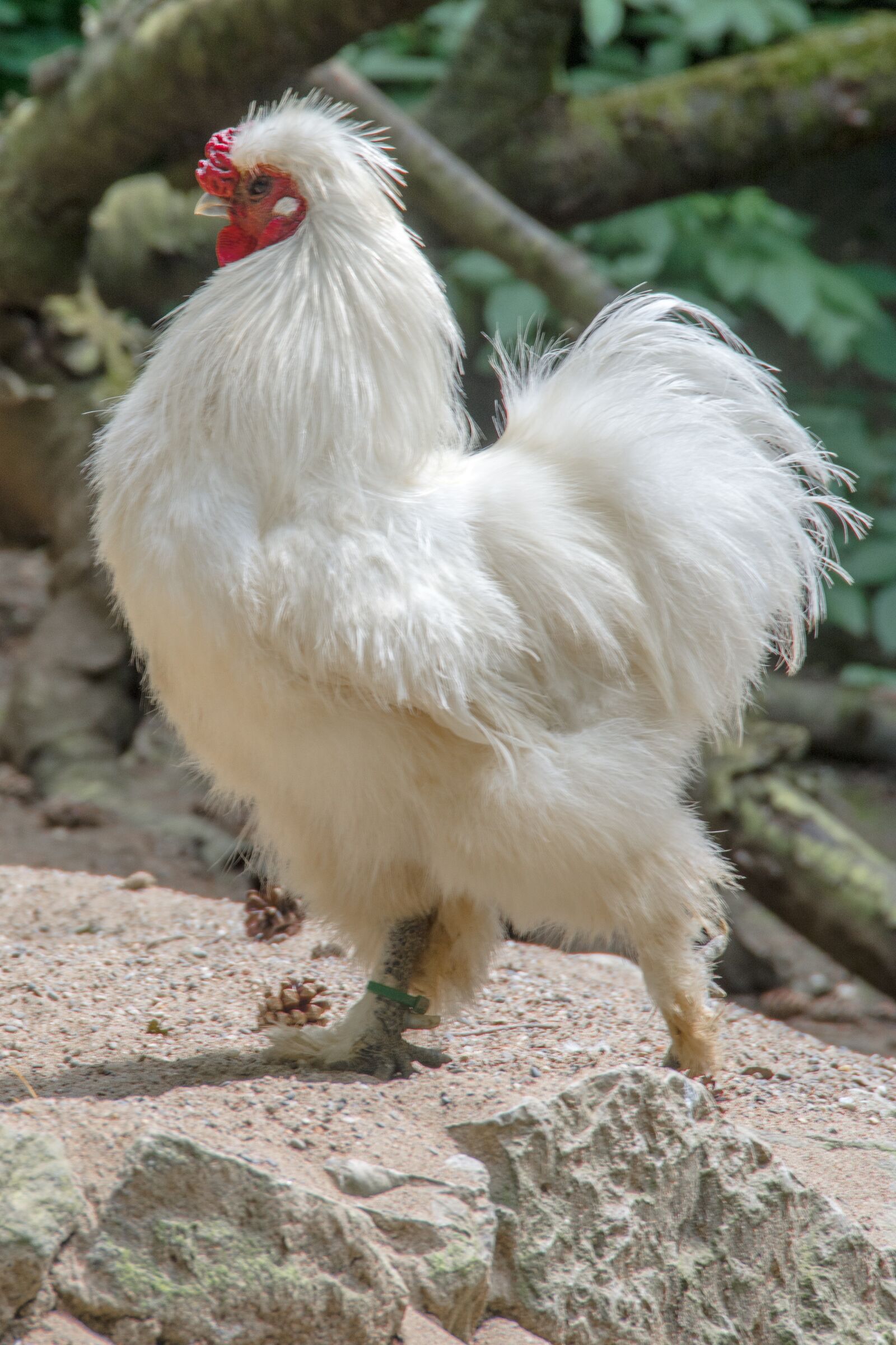 Nikon D7100 sample photo. Chicken, poultry, bird photography