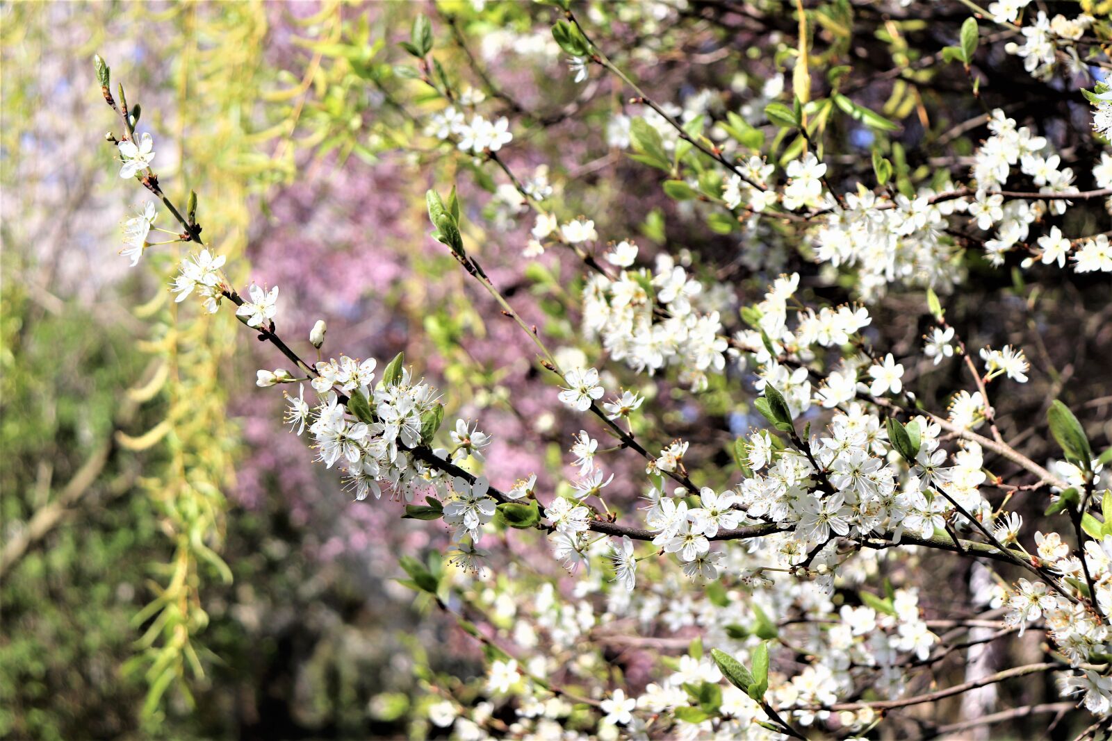 Canon EOS 200D (EOS Rebel SL2 / EOS Kiss X9) sample photo. The beginning of spring photography