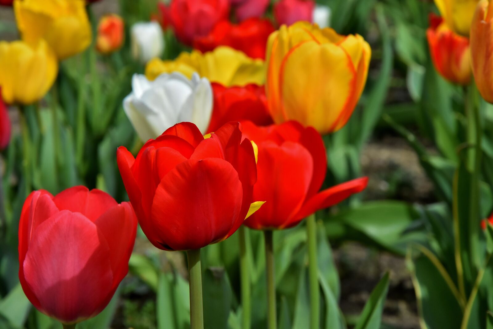 Nikon D7200 sample photo. Tulips, flowers, colorful photography