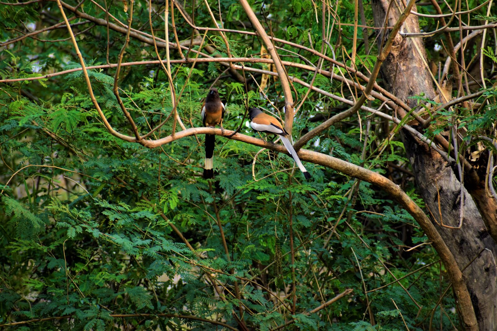 Nikon D5600 sample photo. Bird, nature, animal photography