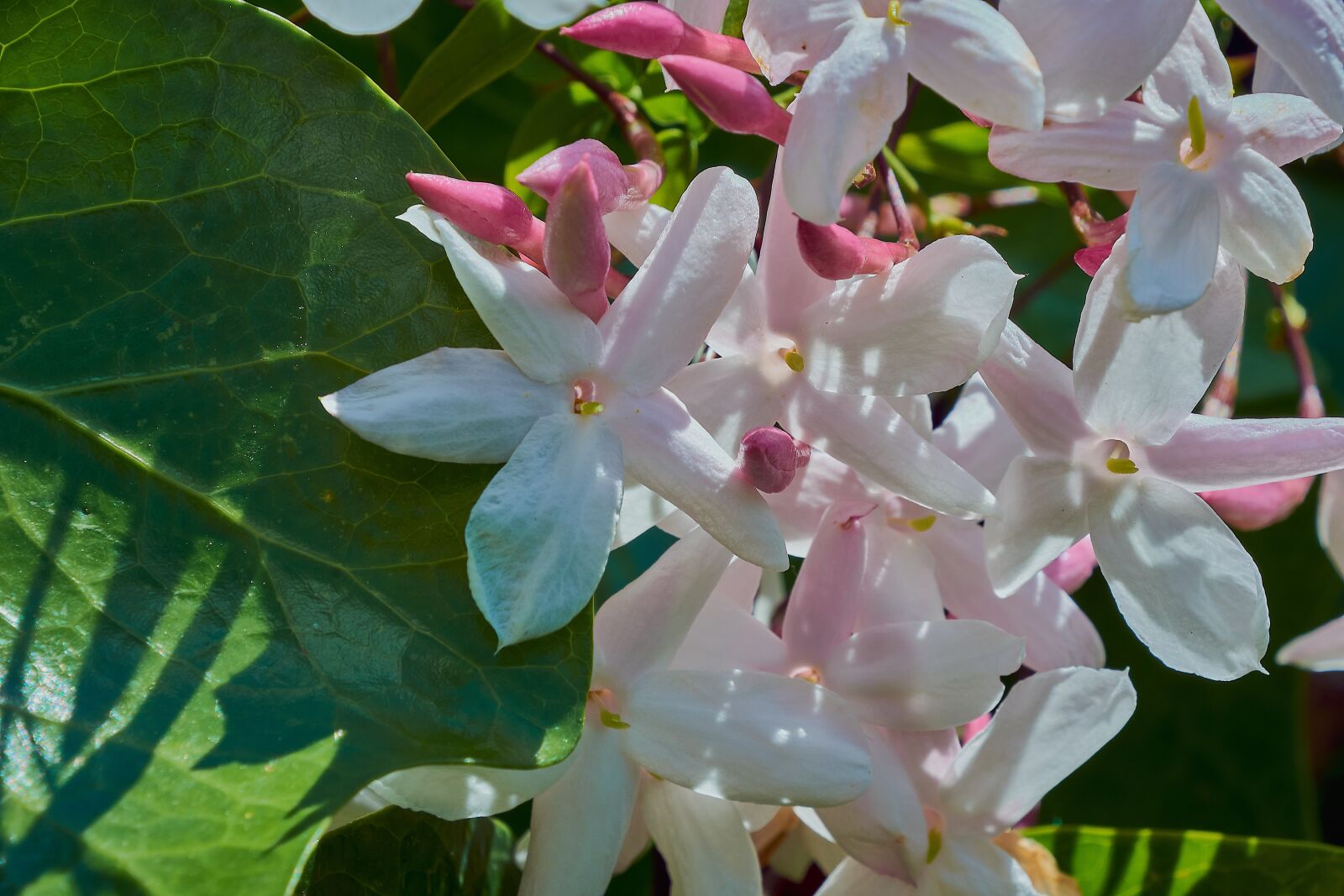 Nikon D7200 sample photo. Flowering, white, plant photography