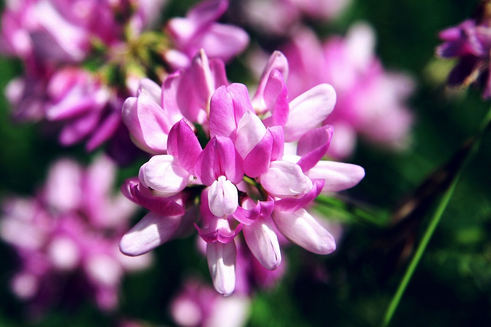 Canon EOS 20D sample photo. Securigera varia, pink, blossom photography