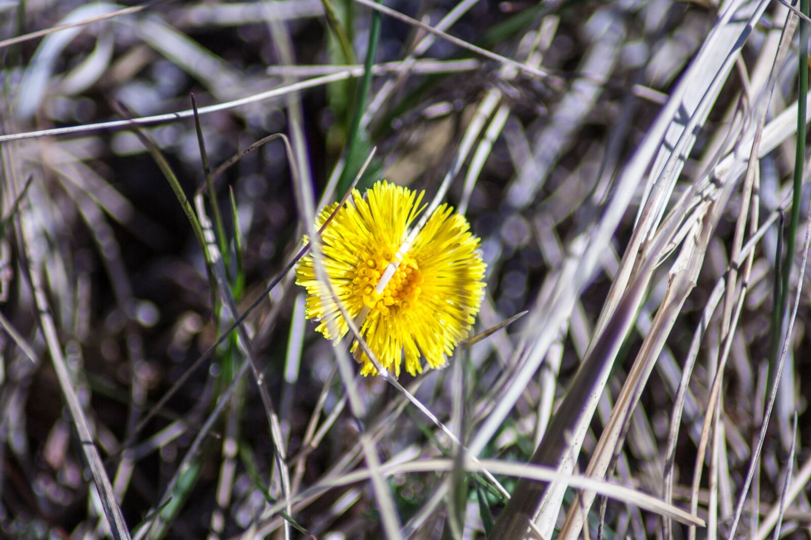 Canon EOS 350D (EOS Digital Rebel XT / EOS Kiss Digital N) sample photo. Colt's-foot, tussilago farfara, nature photography