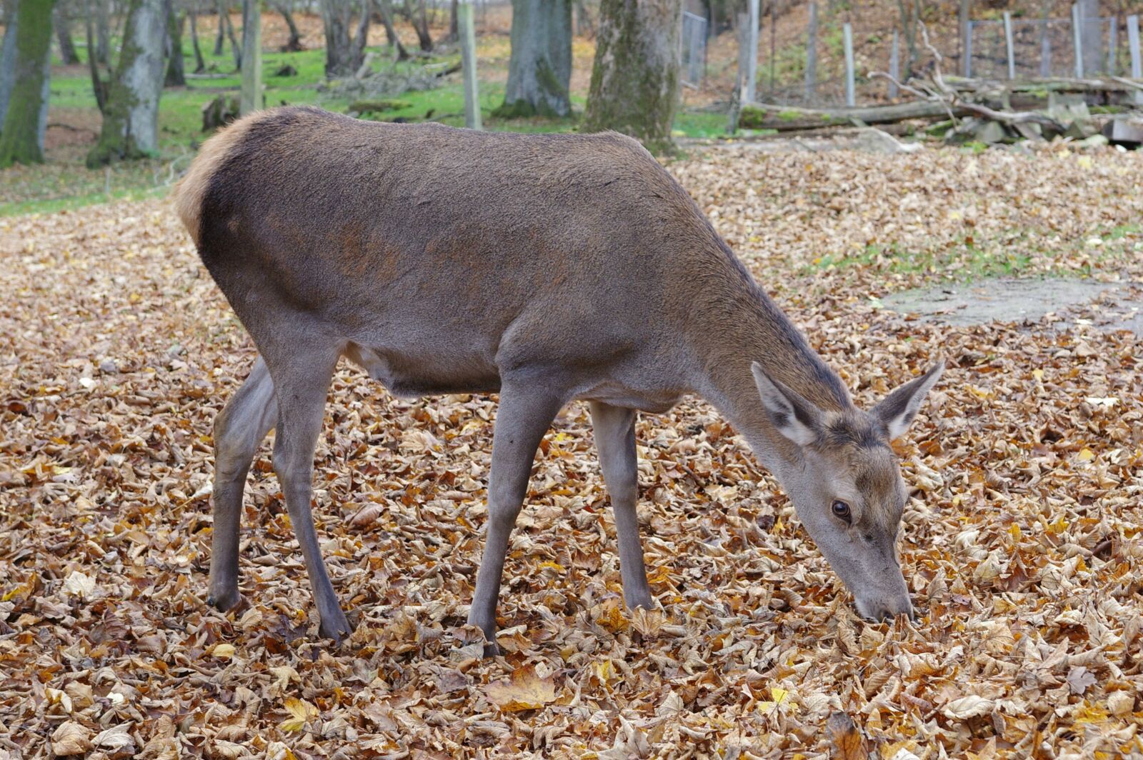 Pentax K-3 sample photo. Roe deer, forest, wild photography