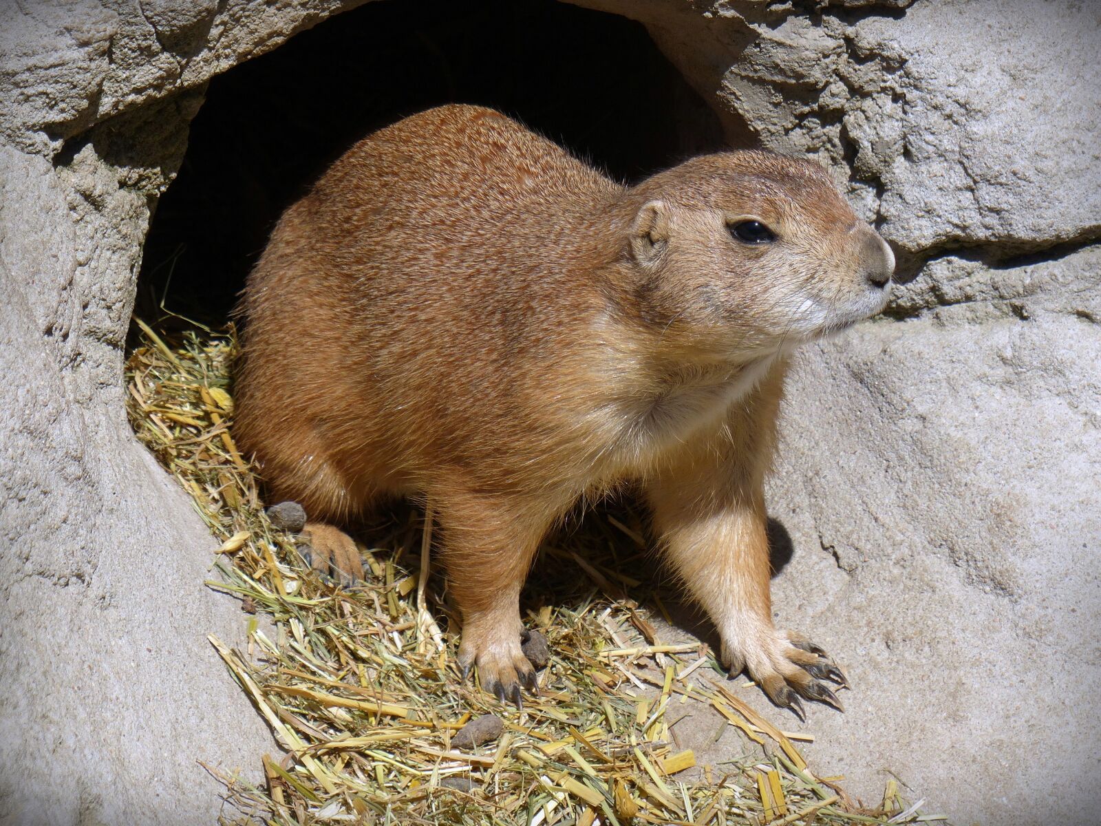 Panasonic Lumix DMC-FZ200 sample photo. Prairie dog, animal, rodent photography
