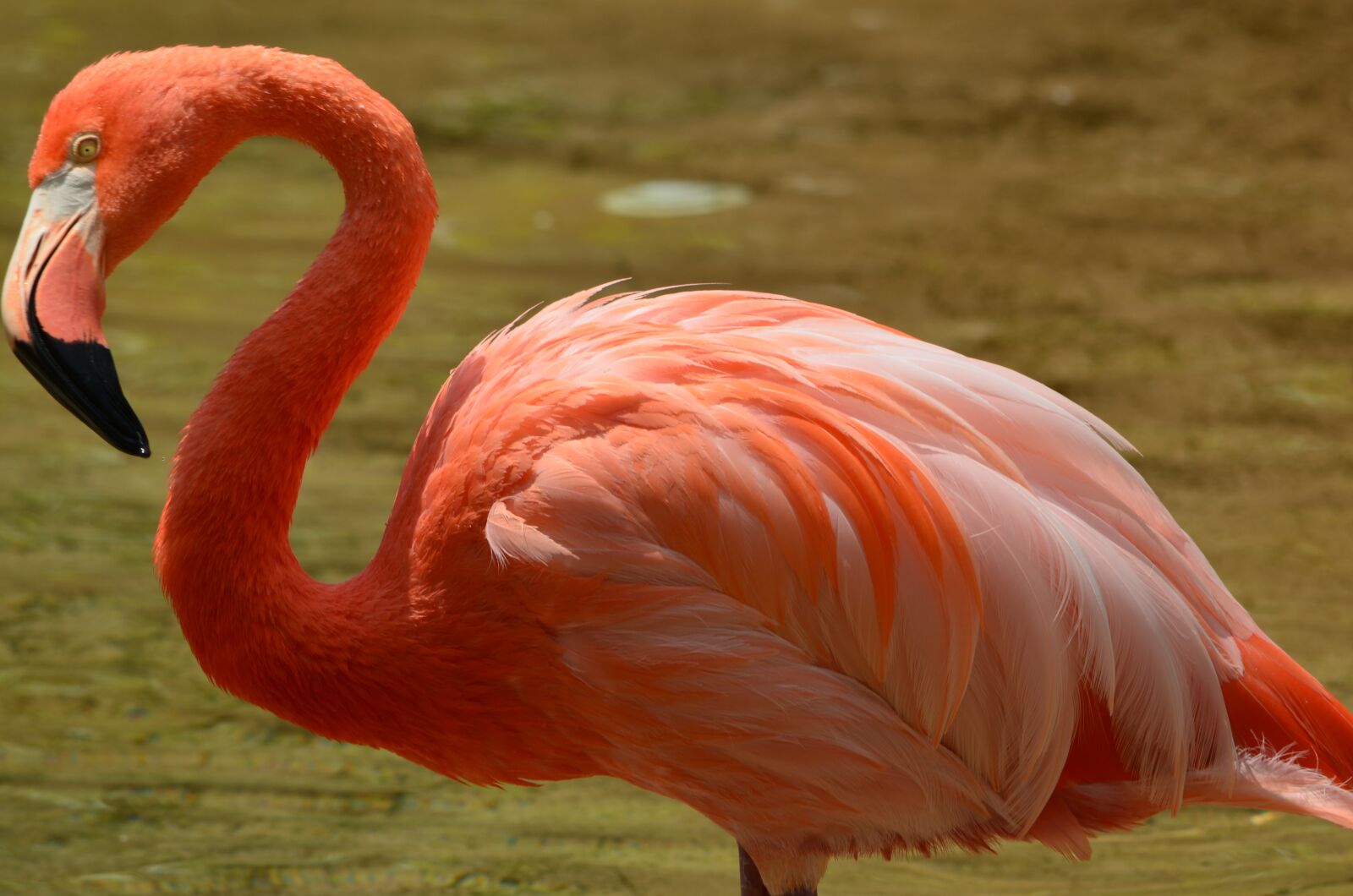 Nikon D5100 sample photo. Flamingo, pink, wildlife photography