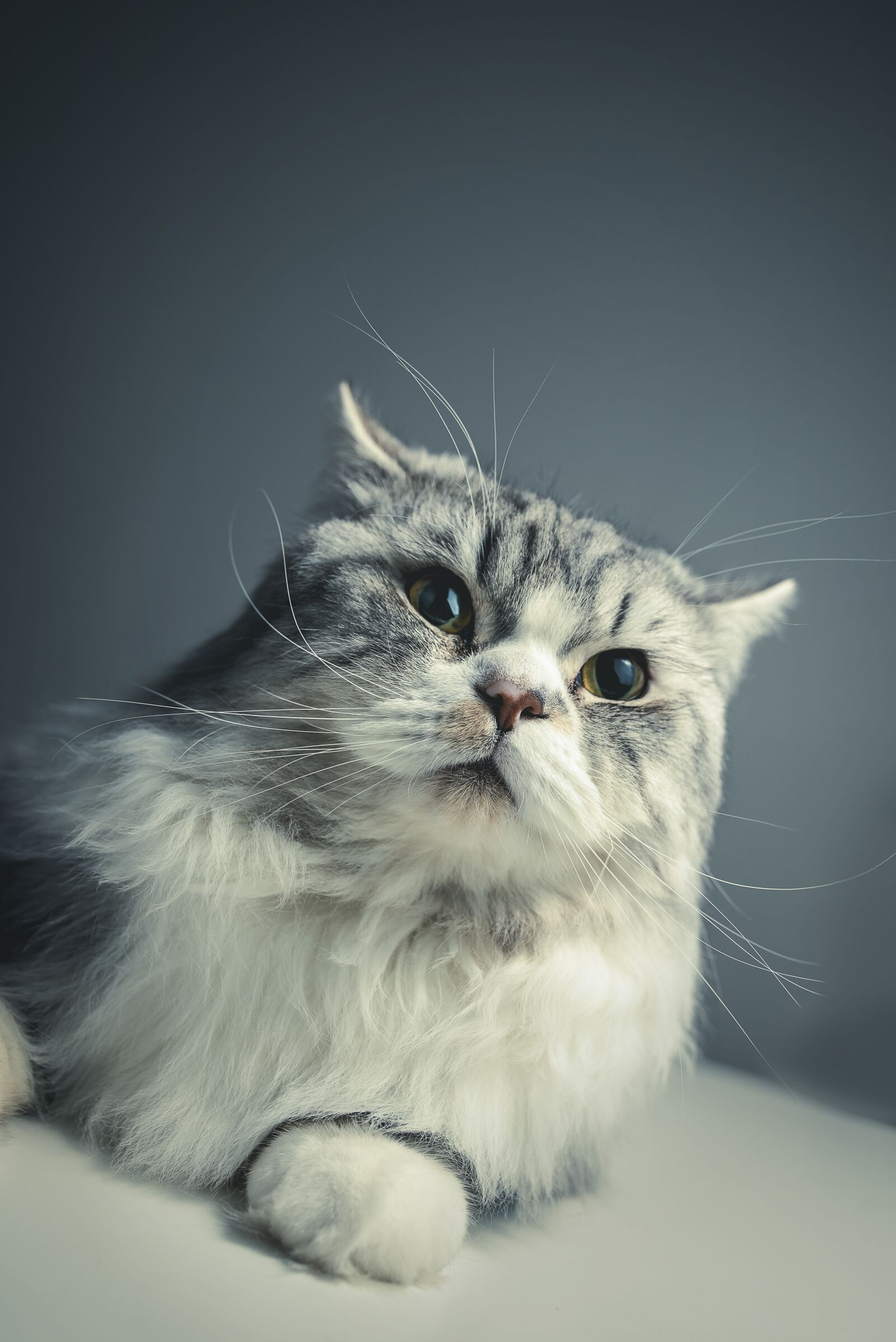 Nikon D810 sample photo. Cat, persian breed, black photography
