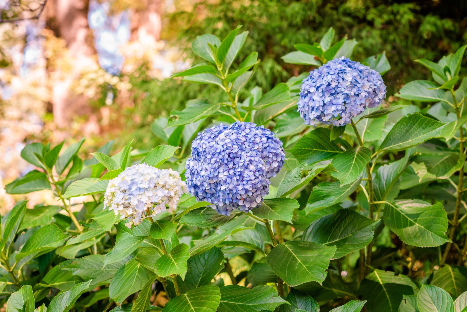 Nikon D750 sample photo. Hydrangea, flower, plant photography