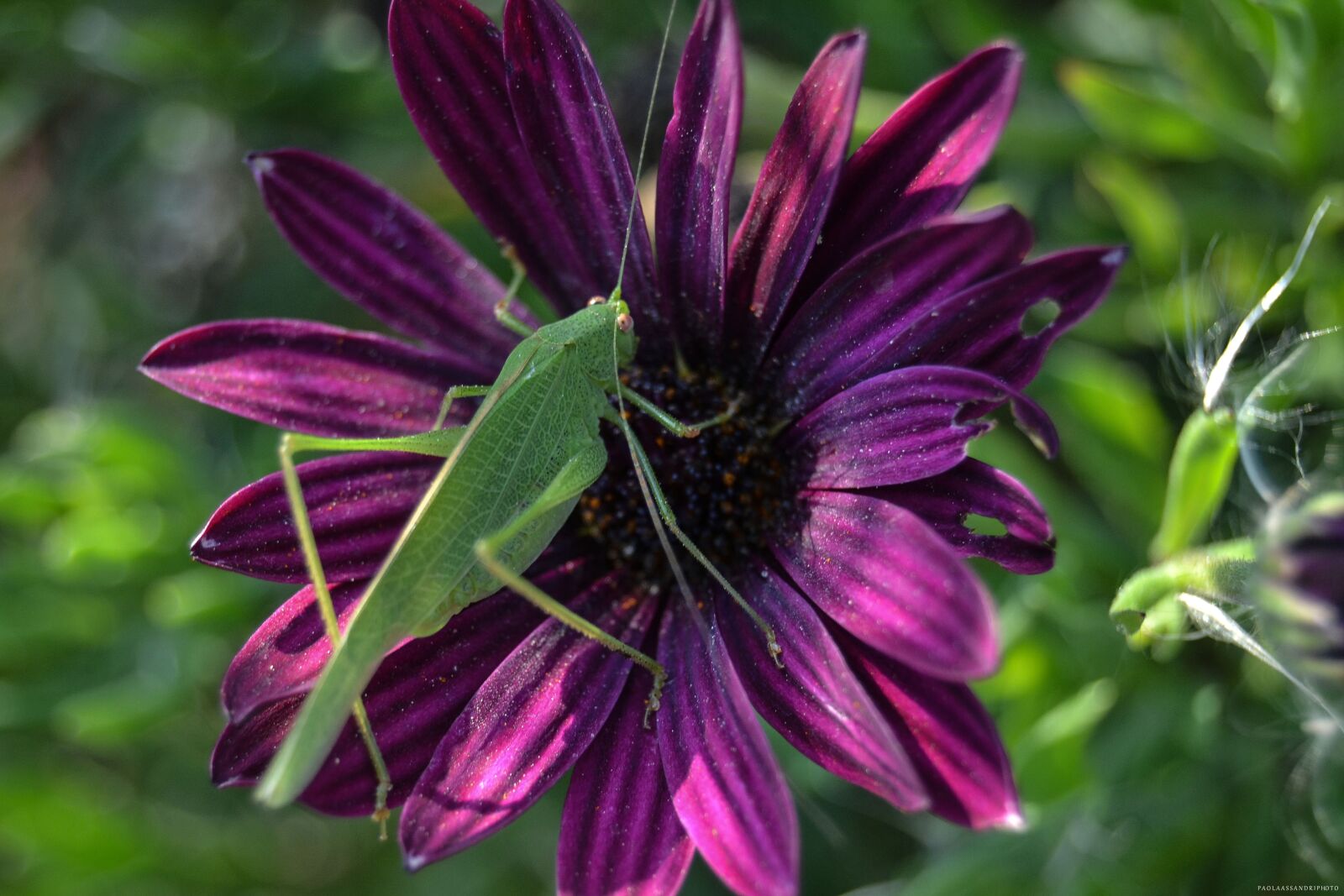 Nikon D3100 sample photo. Flower, nature, plant photography