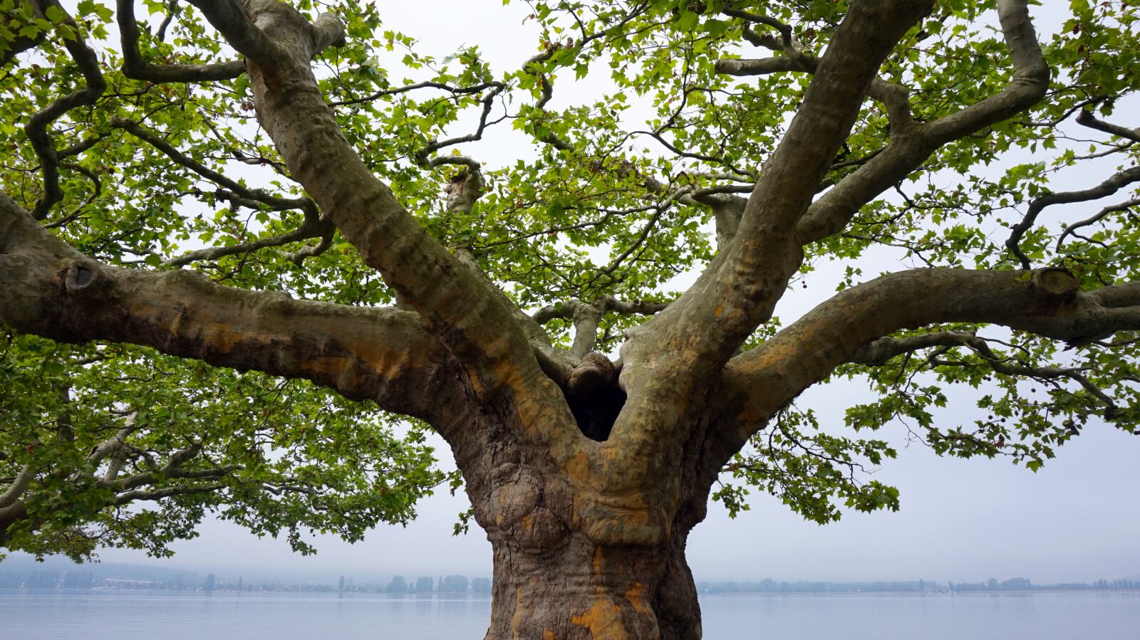 Sony Alpha a5000 (ILCE 5000) sample photo. Tree, plane trees, branches photography