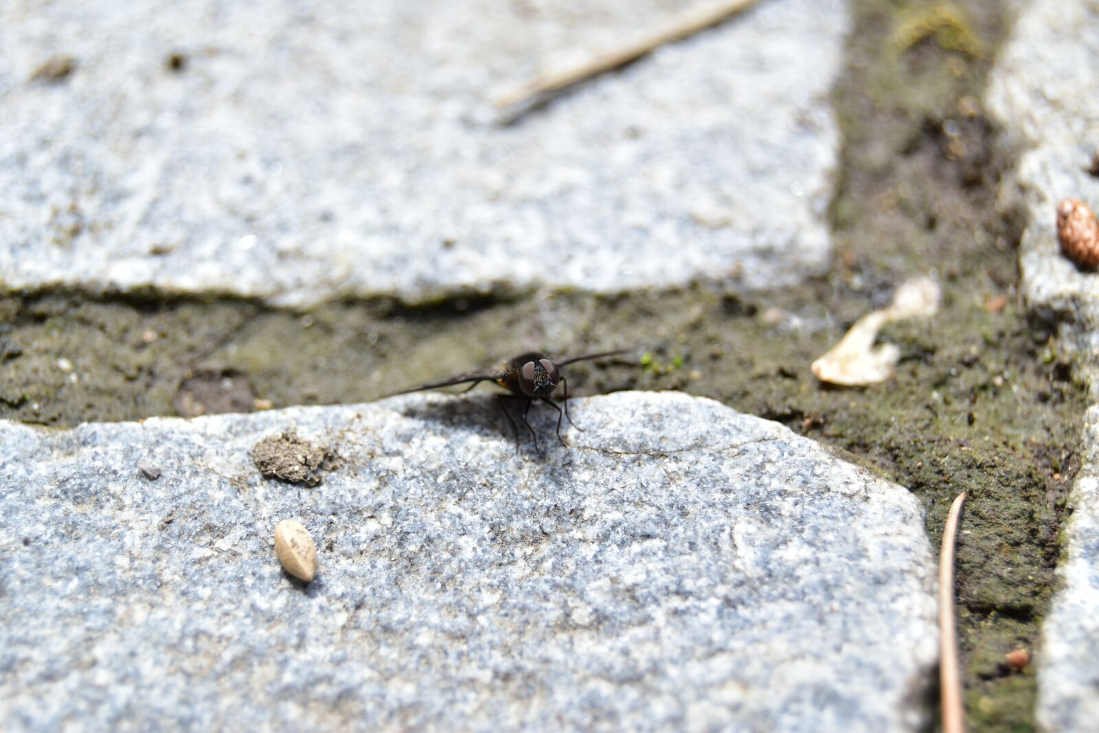 Nikon D5600 sample photo. Dark fly on paving photography