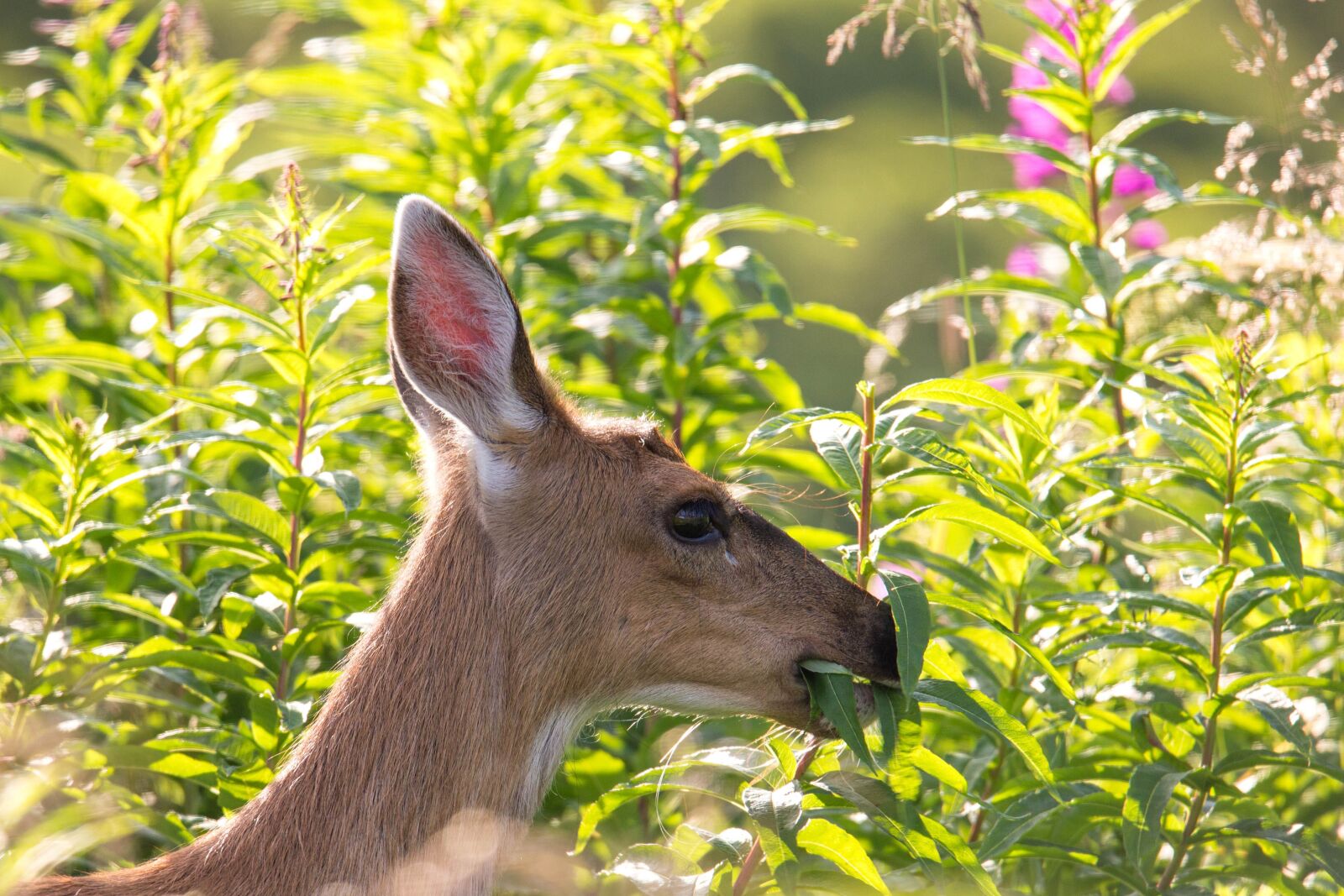 Canon EOS 6D sample photo. Sitka, black, tailed, deer photography