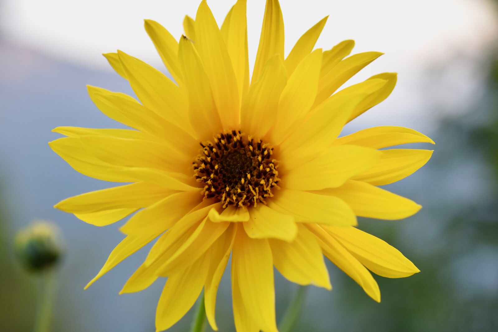 Nikon D5600 sample photo. Flower, daisy flower, yellow photography