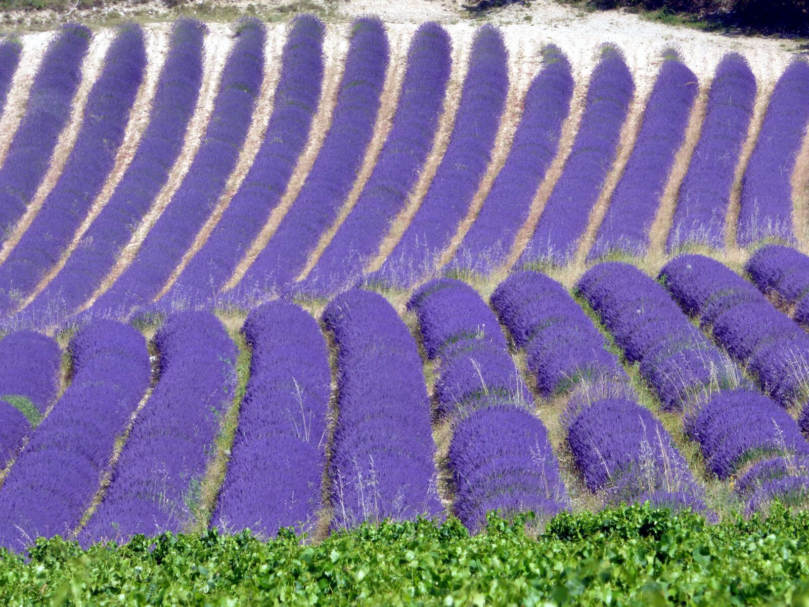 Panasonic DMC-FZ72 sample photo. Lavender, field, flowers photography