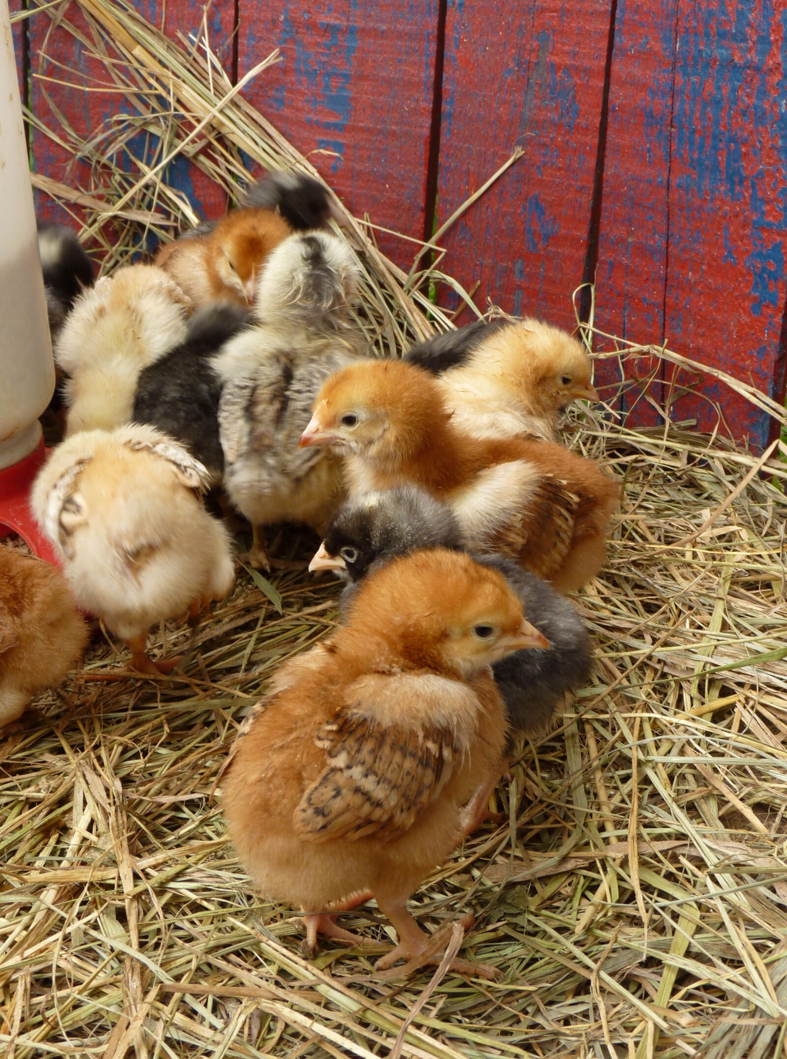 Panasonic Lumix DMC-FZ35 (Lumix DMC-FZ38) sample photo. Chick, baby chicks, easter photography