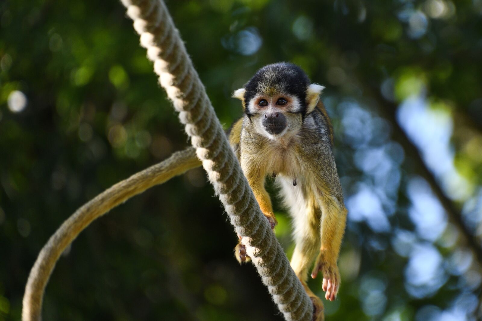 Nikon D500 sample photo. Monkey, saimiri in peru photography