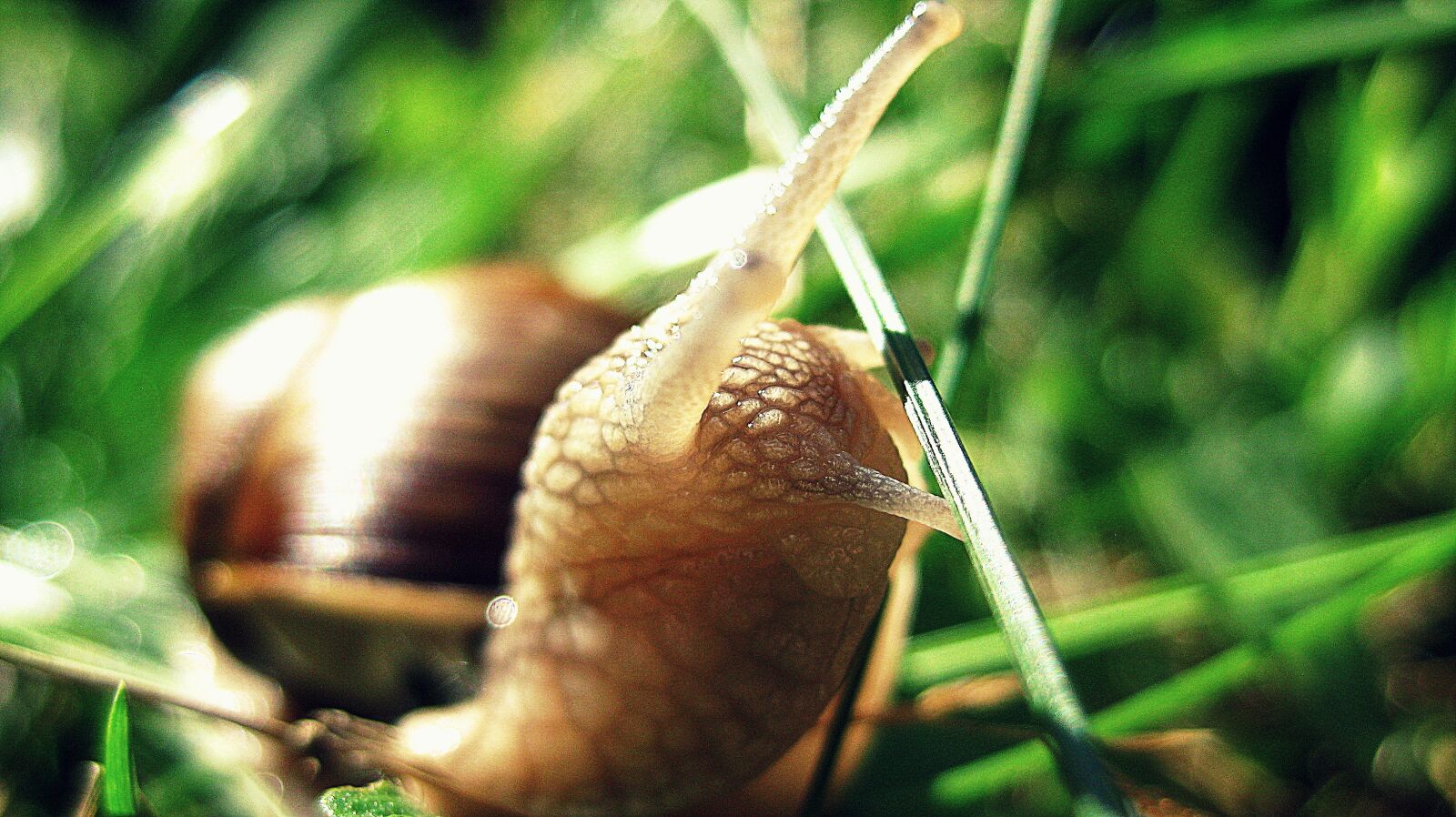 Canon PowerShot SD1100 IS (Digital IXUS 80 IS / IXY Digital 20 IS) sample photo. Snail, green, nature photography