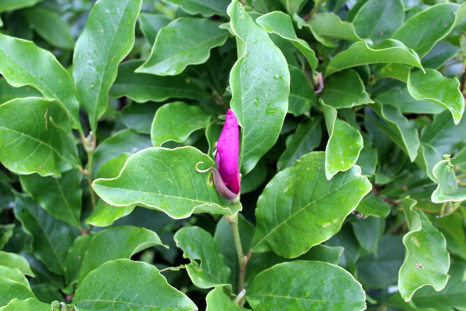 Canon EOS 1200D (EOS Rebel T5 / EOS Kiss X70 / EOS Hi) sample photo. Plant, bush, foliage photography