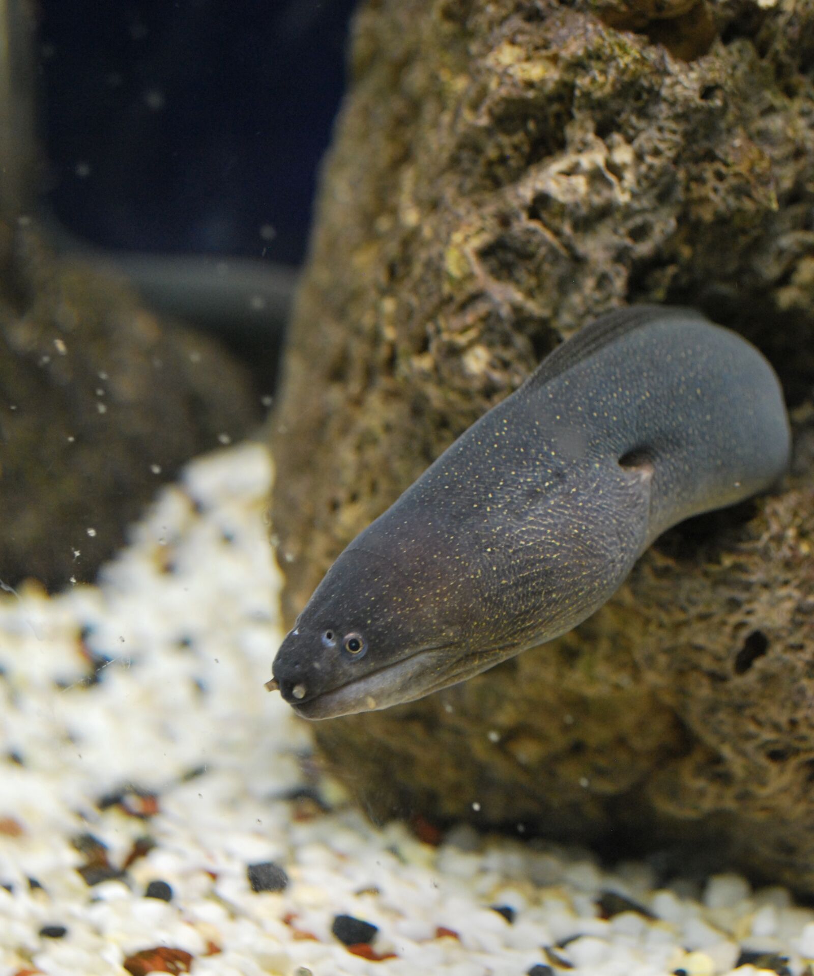 Nikon D60 sample photo. Murena, fish, stone photography