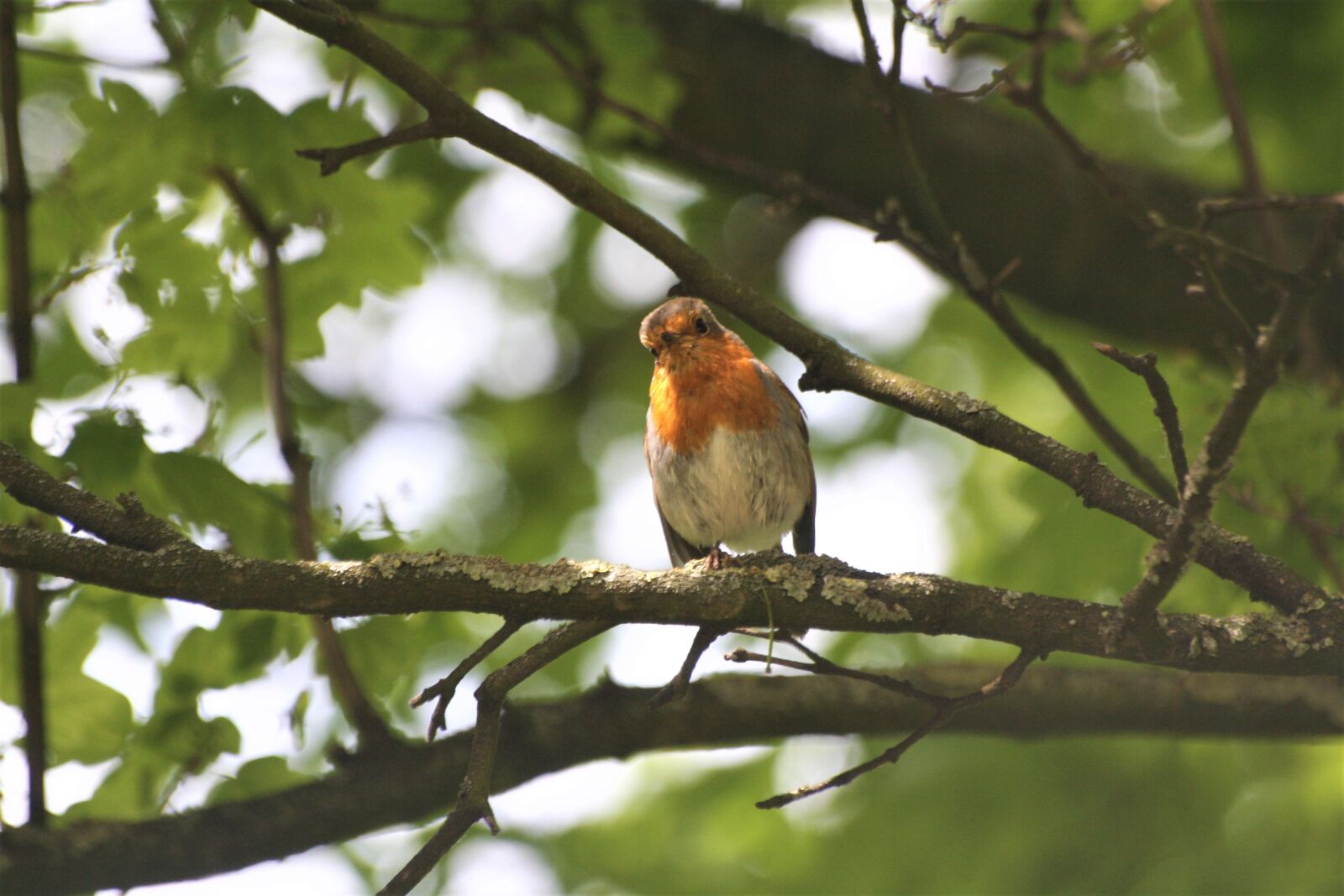 Canon EOS 1000D (EOS Digital Rebel XS / EOS Kiss F) sample photo. Animal, bird, robin photography