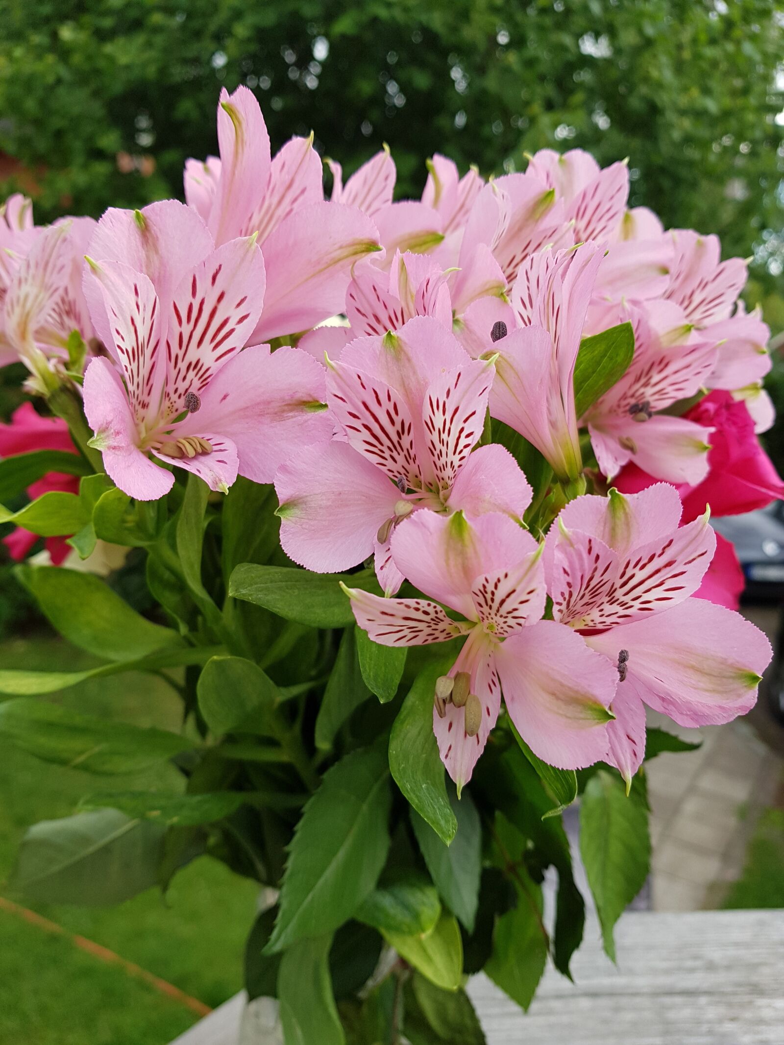 Samsung Galaxy S7 sample photo. Flowers, pink, summer photography