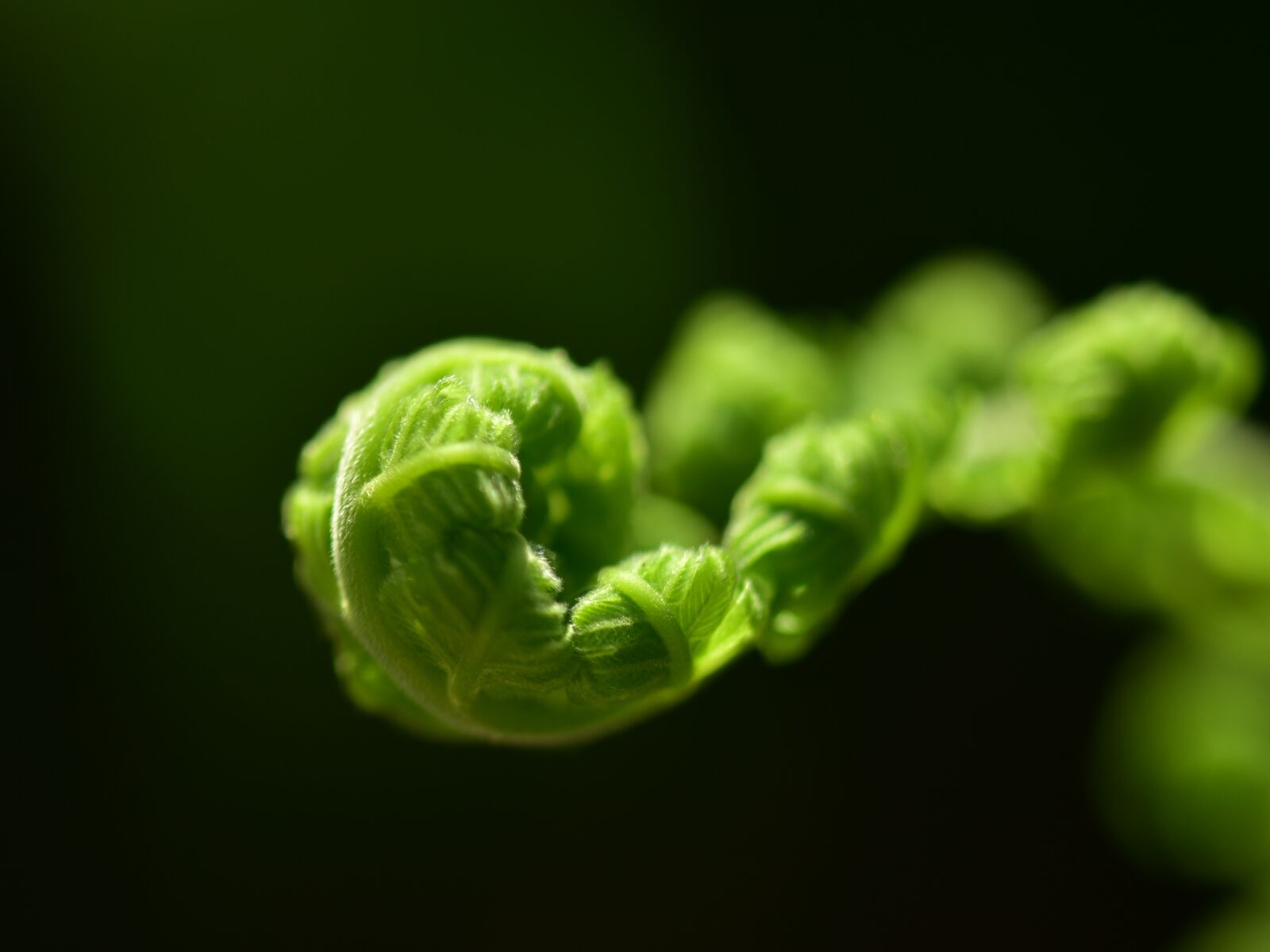 Nikon D3400 sample photo. Fern, leaf, roll photography