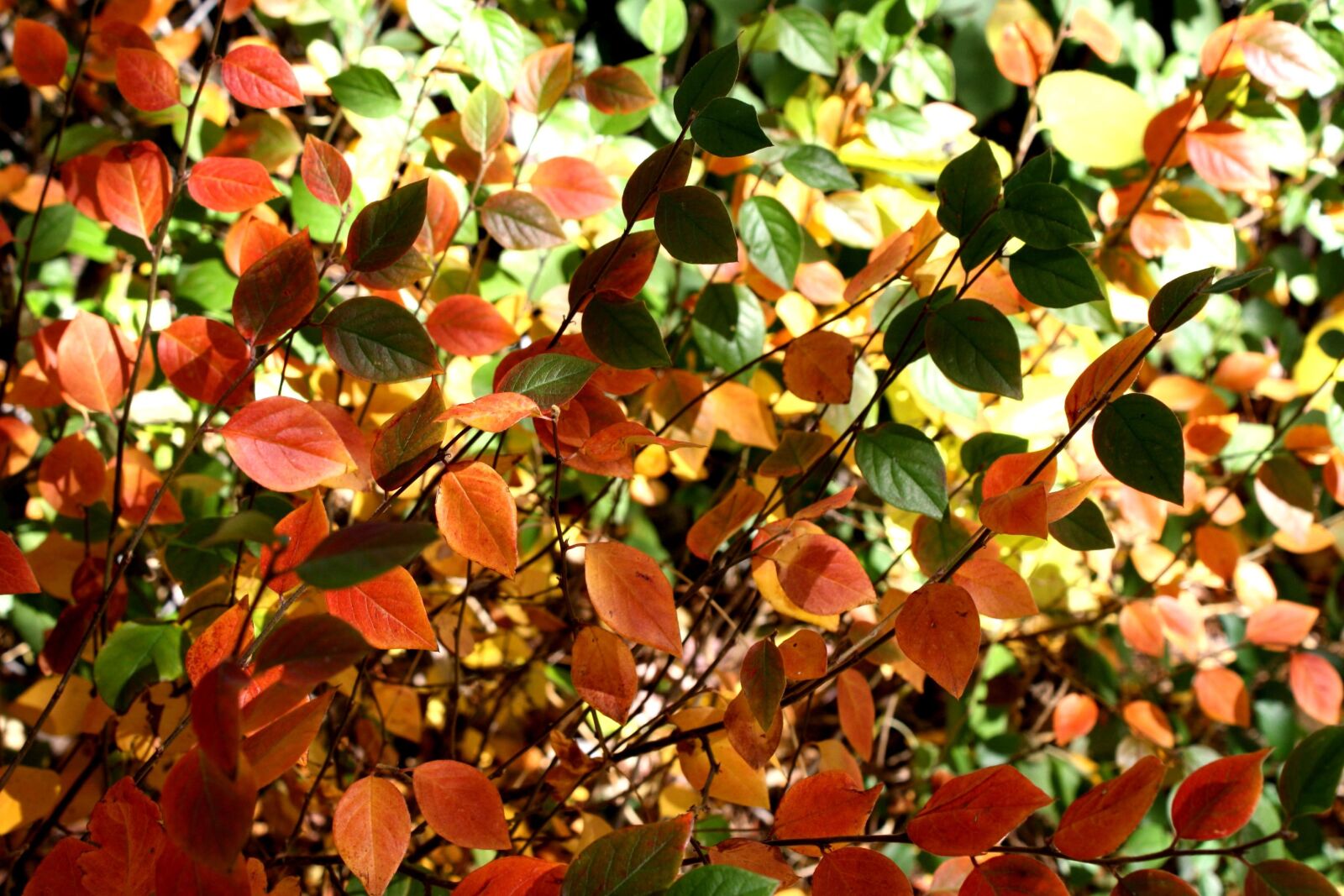 f/3.5-5.6 IS sample photo. Colorful leaves, autumn, leaves photography