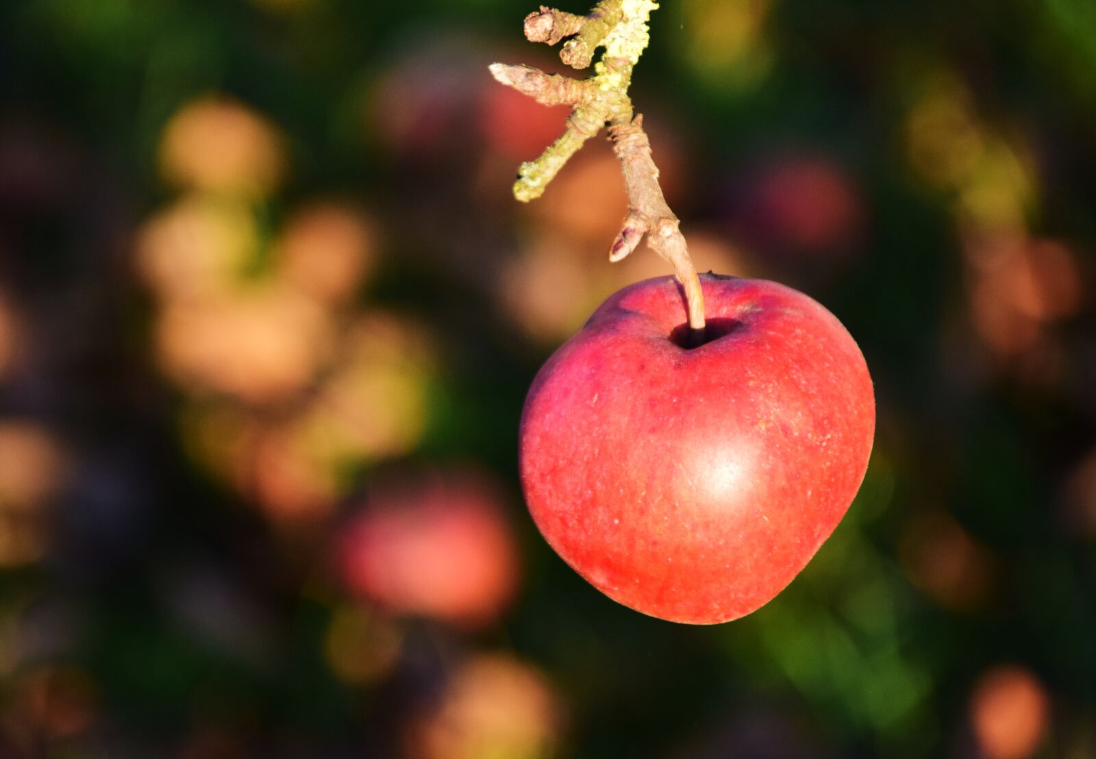Nikon D3300 sample photo. Apple, apple tree, fruit photography
