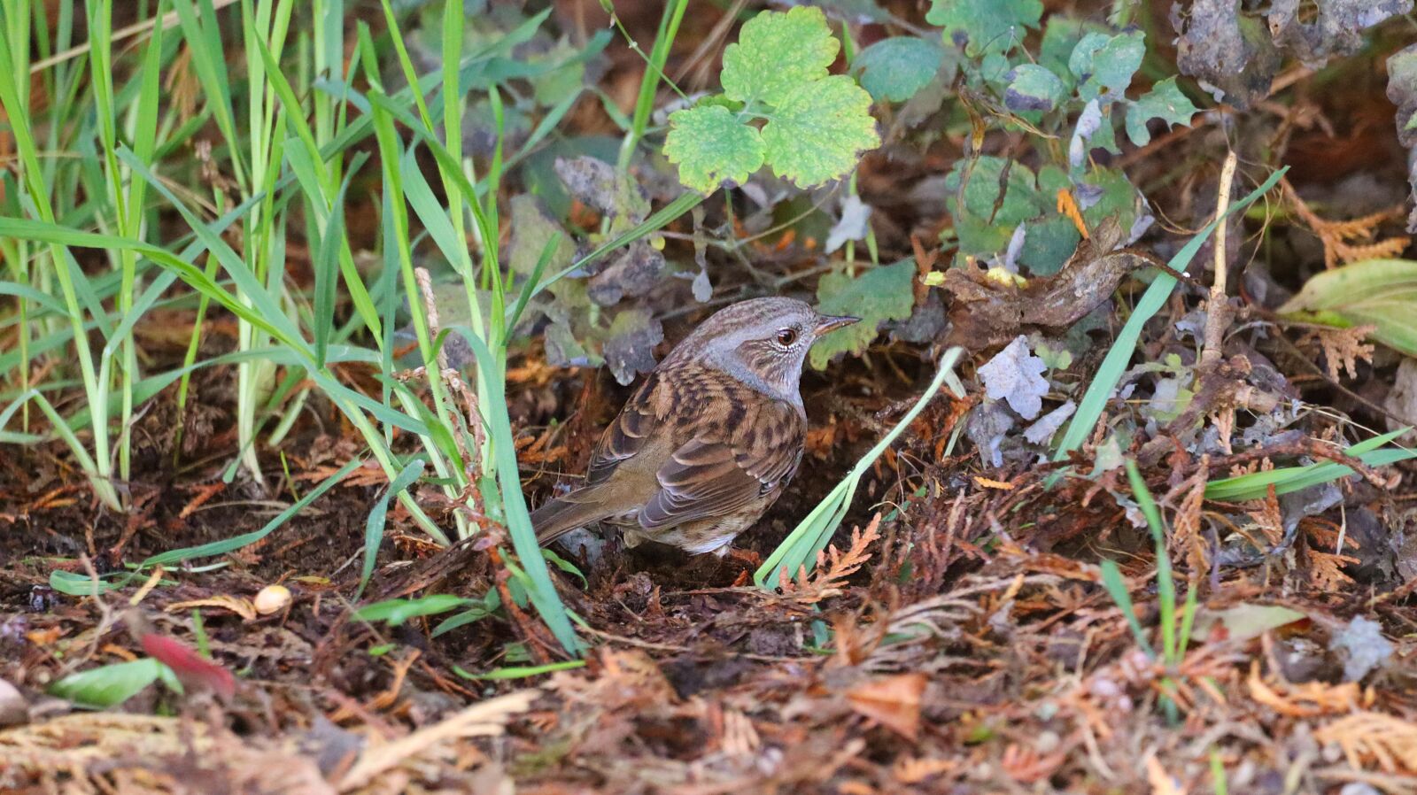 150-600mm F5-6.3 DG OS HSM | Contemporary 015 sample photo. Sparrow, bird, sperling photography