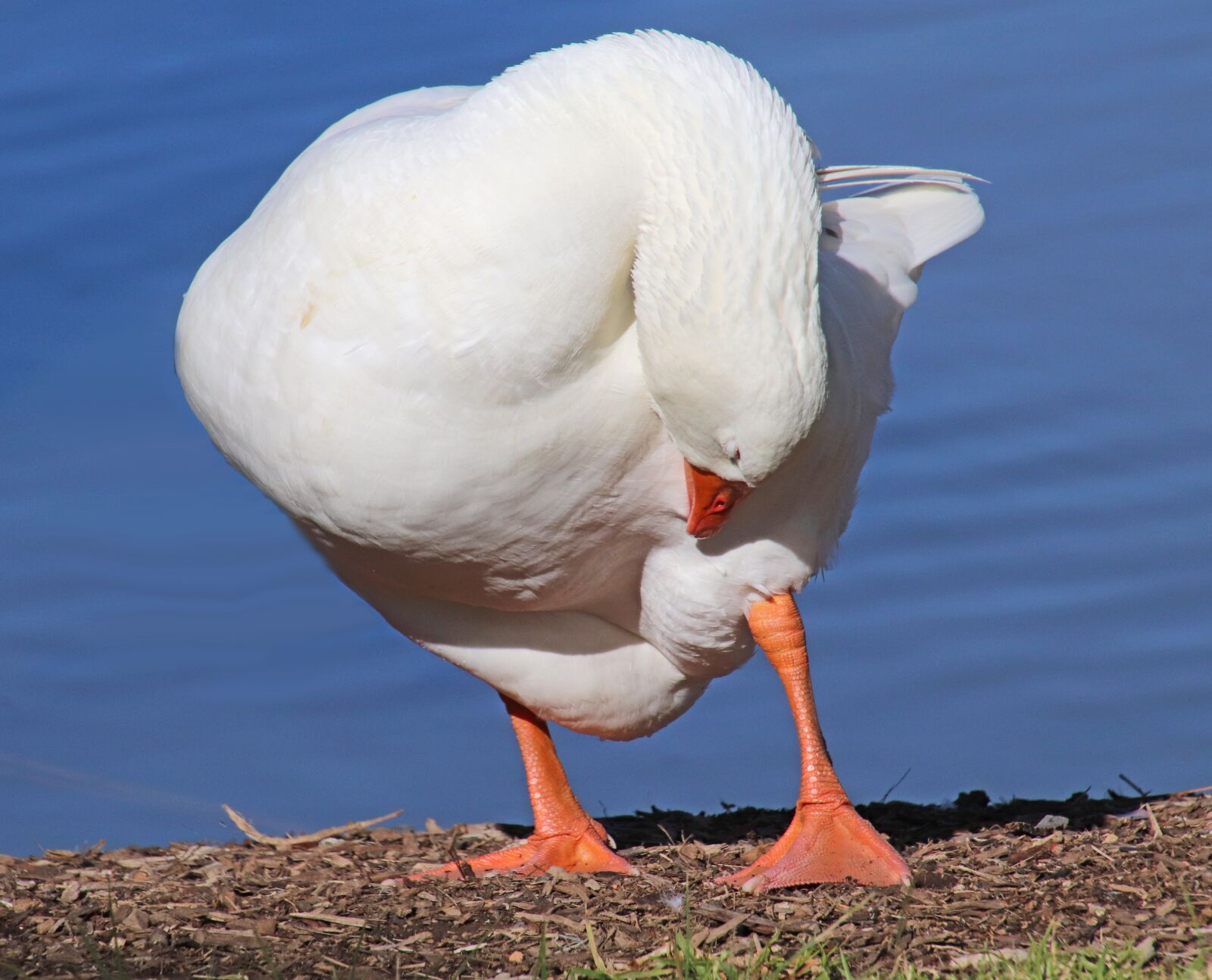 Canon EOS 800D (EOS Rebel T7i / EOS Kiss X9i) sample photo. Goose, bird, preening photography