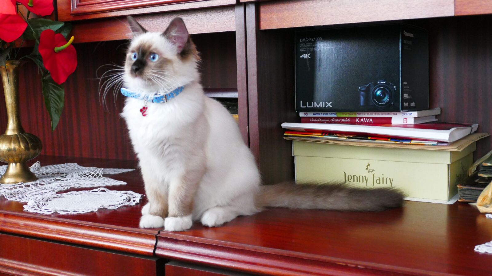 Panasonic Lumix DMC-FZ1000 sample photo. Cat, thoroughbred, ragdoll photography