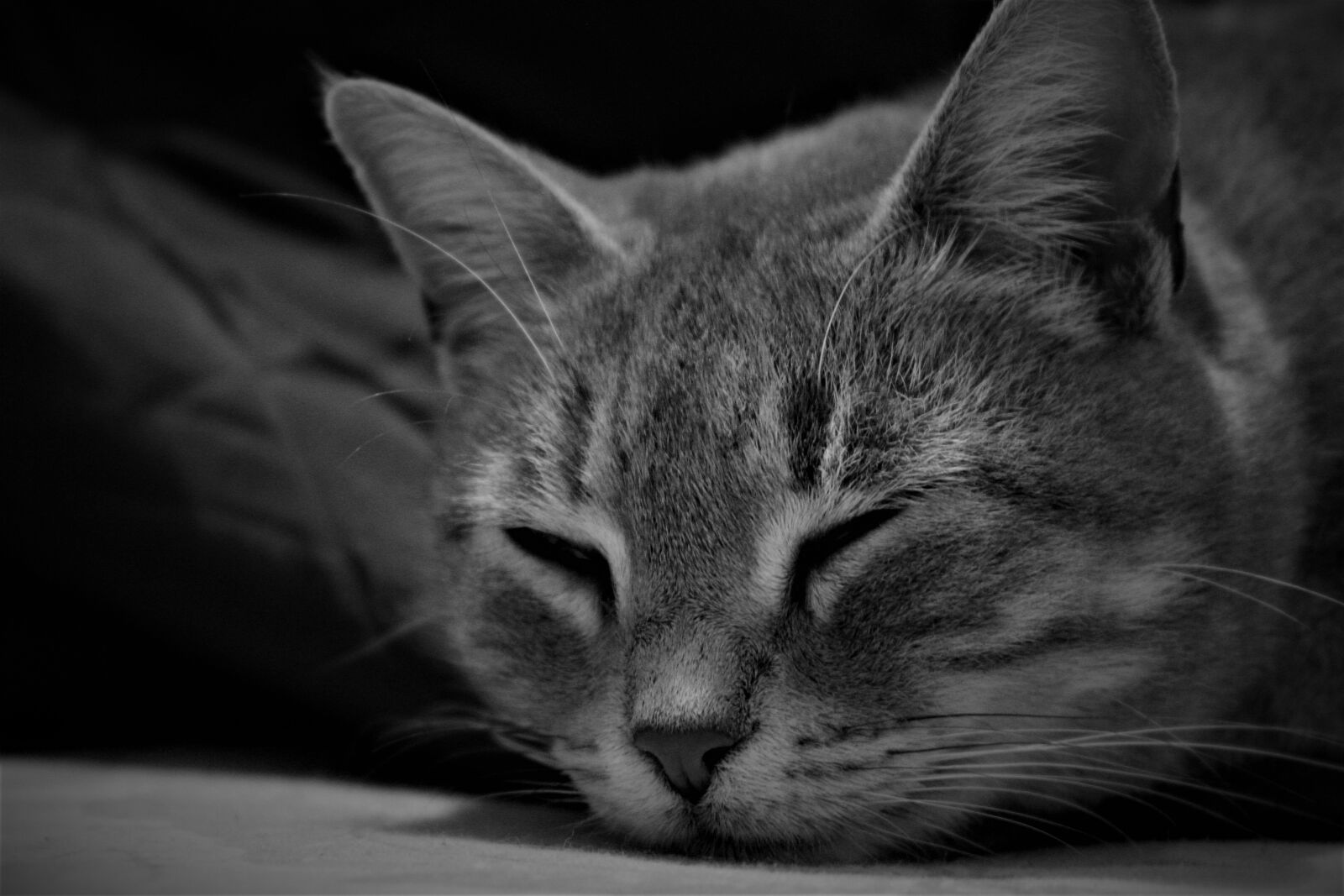 Canon EOS 1300D (EOS Rebel T6 / EOS Kiss X80) sample photo. Animal, cat, feline, grey photography