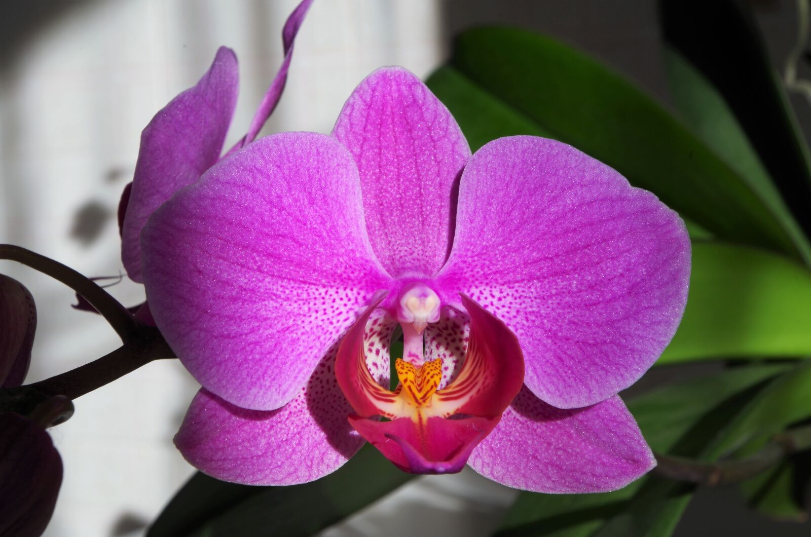 Pentax K-50 sample photo. Flower, pink flower, orchid photography