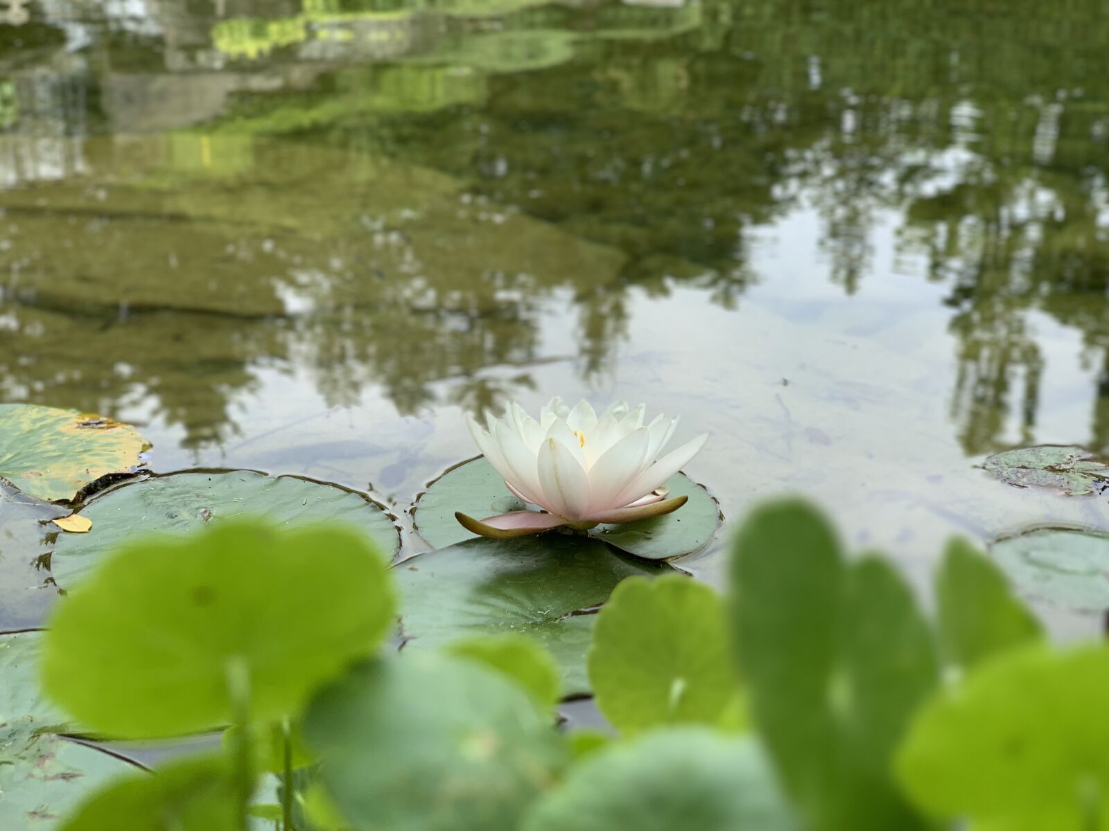 Apple iPhone XS Max + iPhone XS Max back dual camera 6mm f/2.4 sample photo. Water lily, lily pad photography