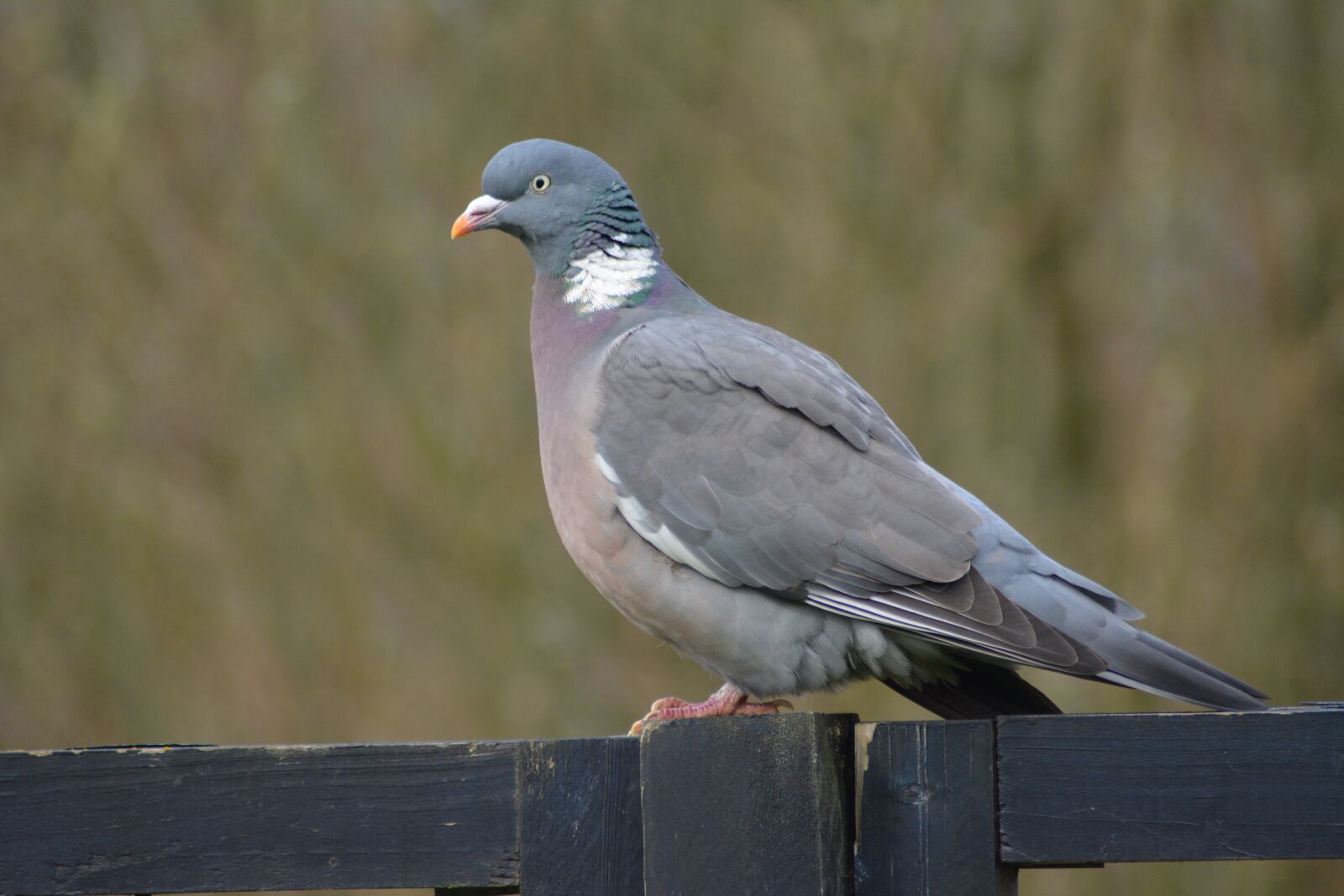 Nikon D5200 sample photo. Dove, bird, garden photography