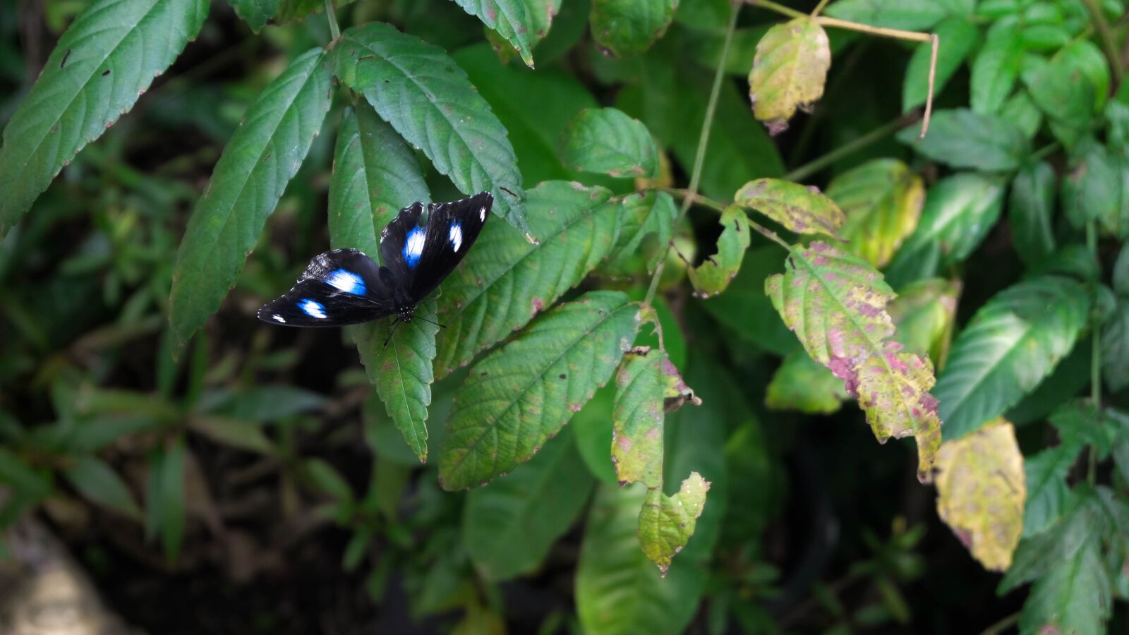 Fujifilm X-T20 + Fujifilm XC 16-50mm F3.5-5.6 OIS II sample photo. Butterfly, parks, nature photography