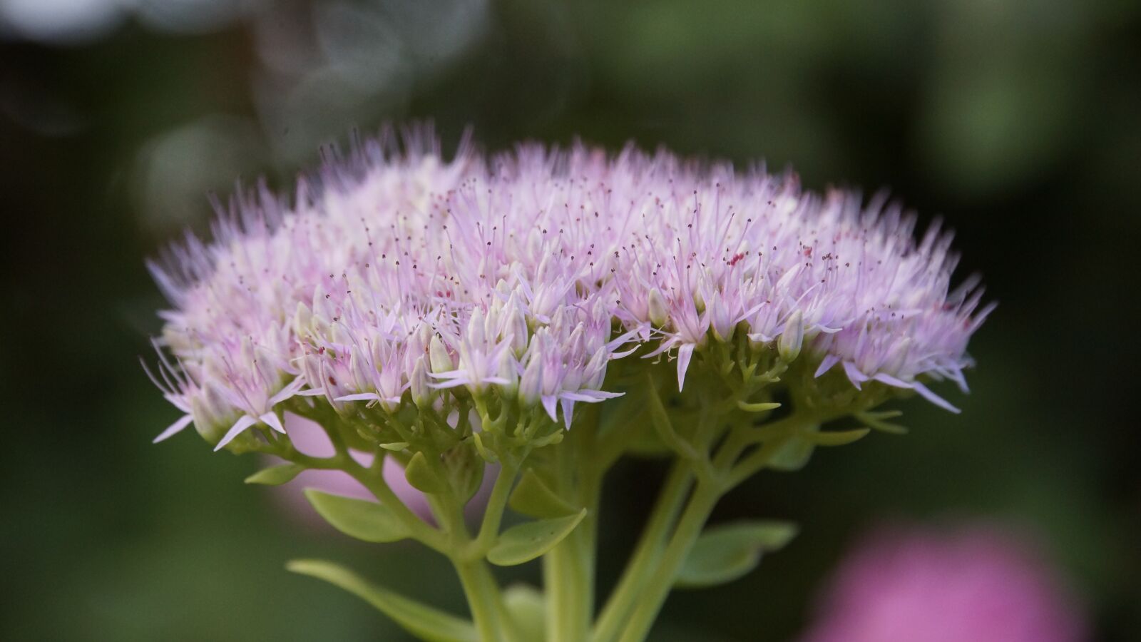 Sony E 18-200mm F3.5-6.3 OSS sample photo. Insects, flowers, purple photography