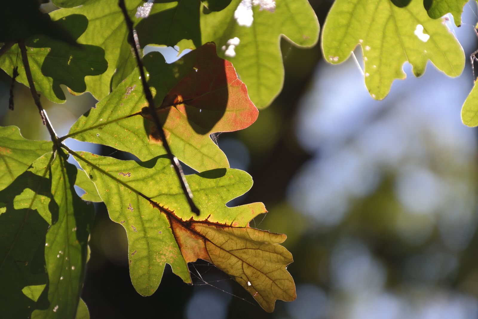 Samsung NX300 sample photo. Fall foliage, red, green photography