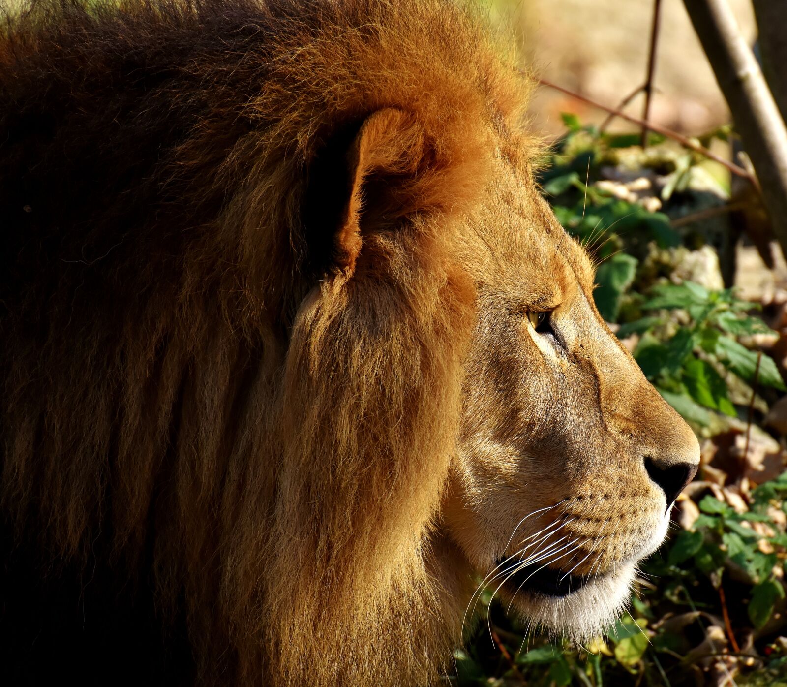 Nikon D7200 sample photo. Lion, predator, dangerous photography