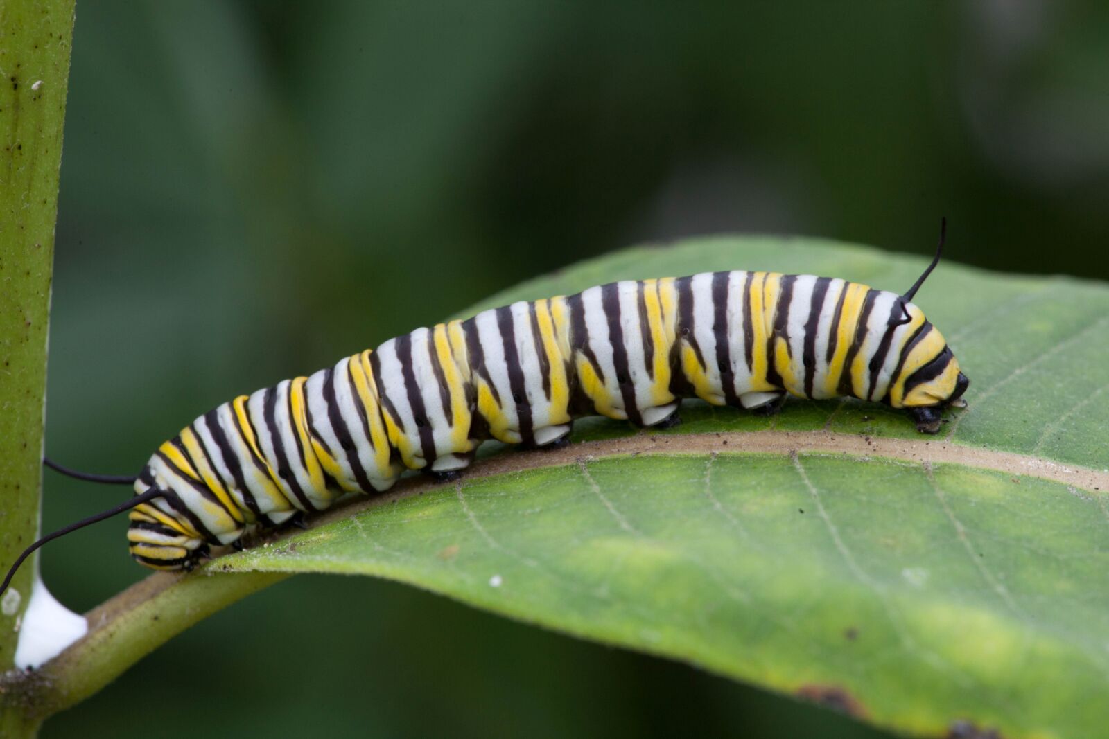 Canon EOS 5D Mark II sample photo. Monarch butterfly, larvae, feeding photography